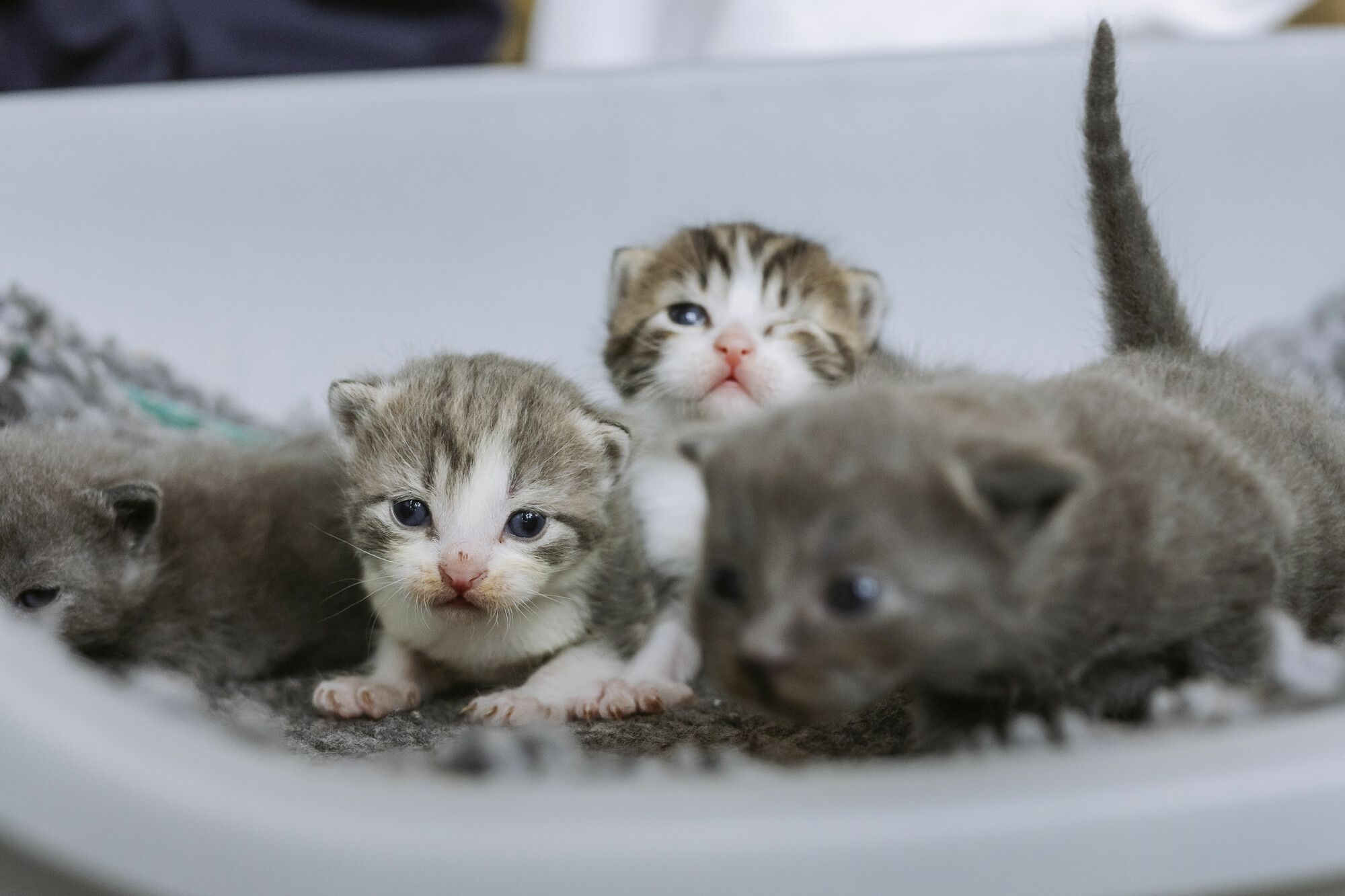 Two tabby kittens and two grey kittens in a bed