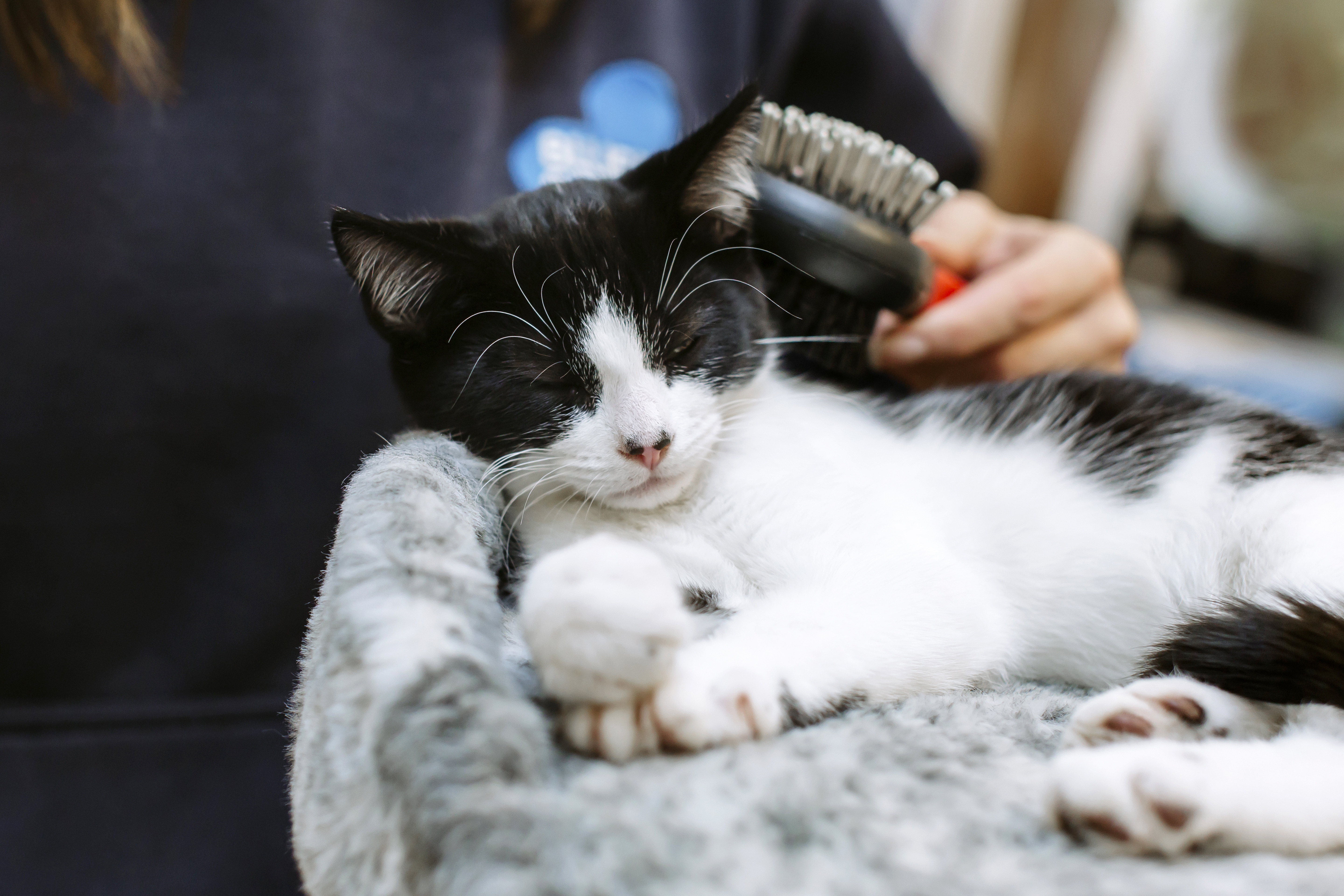 A black and white cat enjoys being groomed by a Blue Cross staff member.