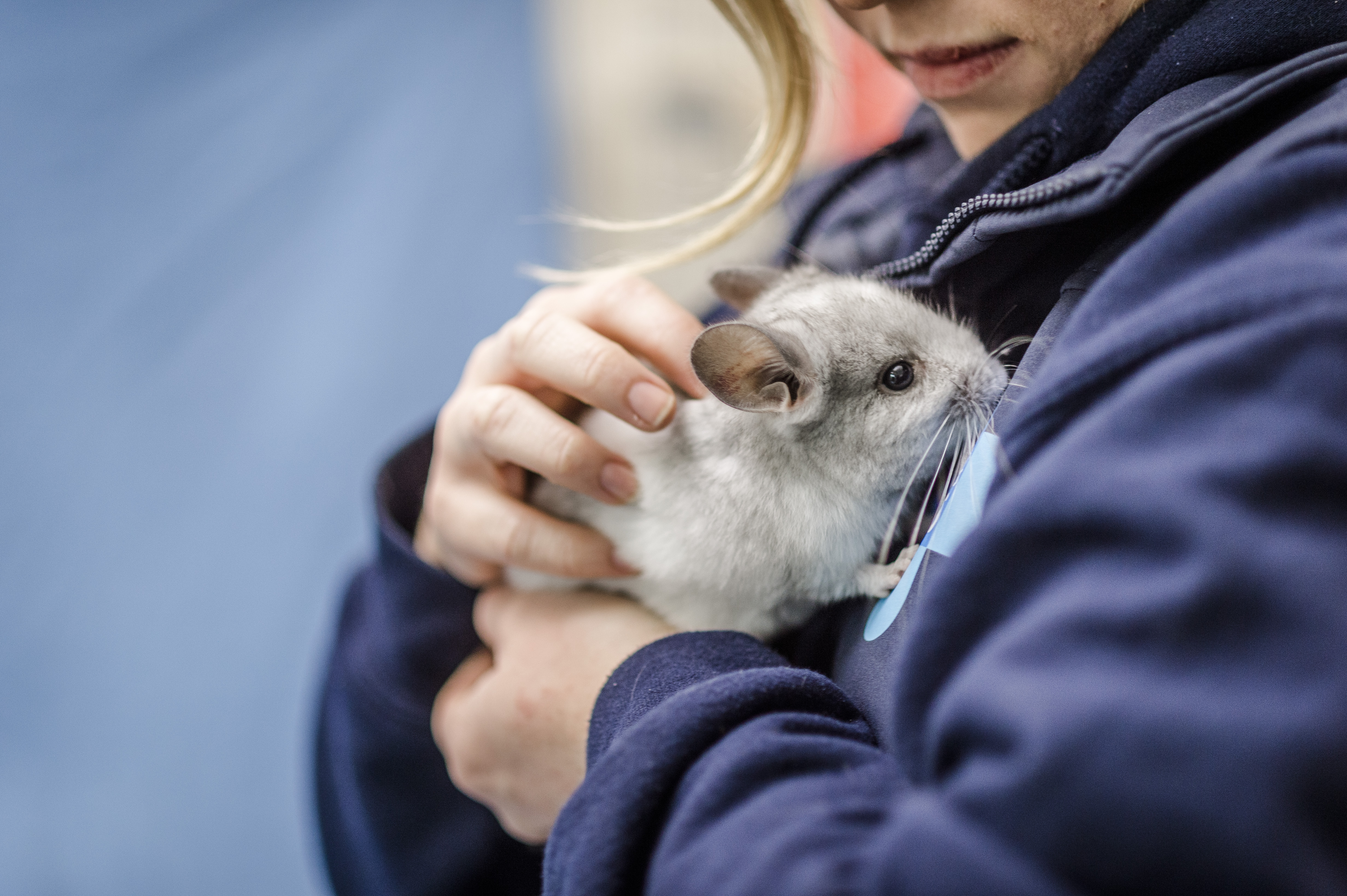 A young grey chinchilla is held by a Blue Cross vet.