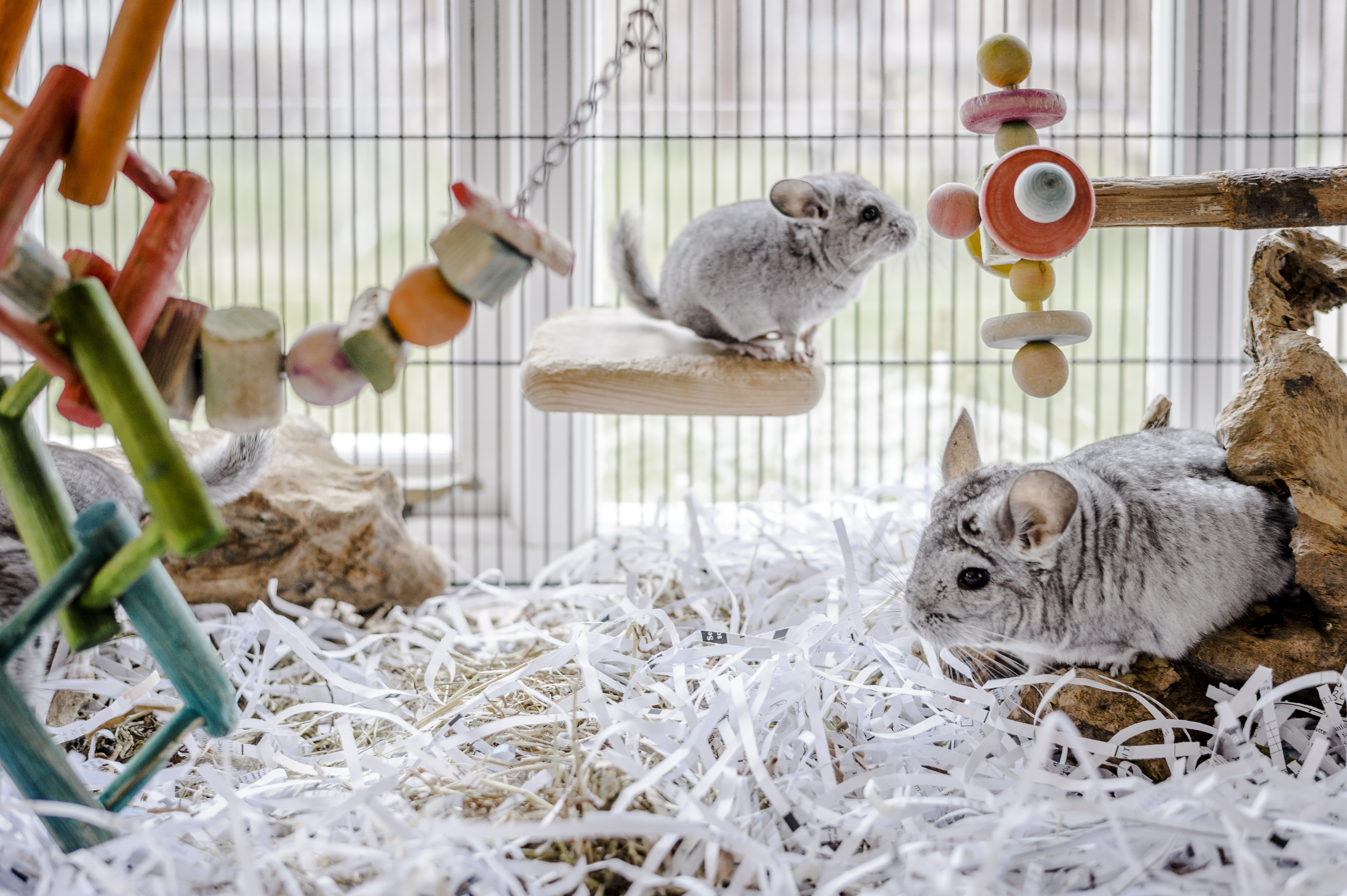 Two grey chinchillas explore their accommodation and toys.