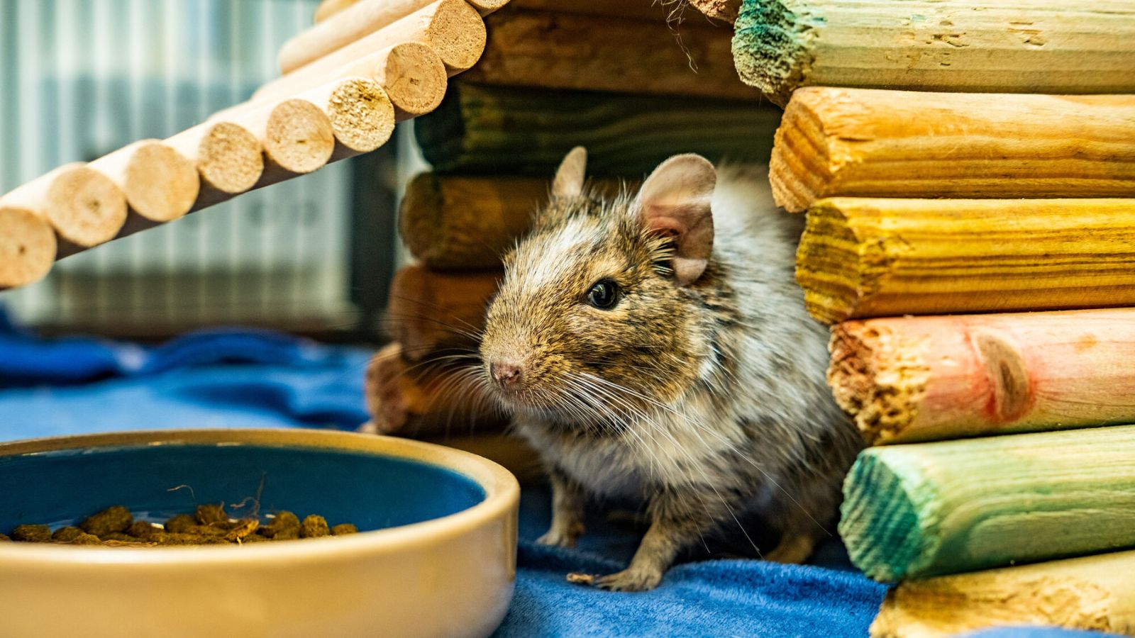 An agouti degu sits in their wooden hut in their accommodation.