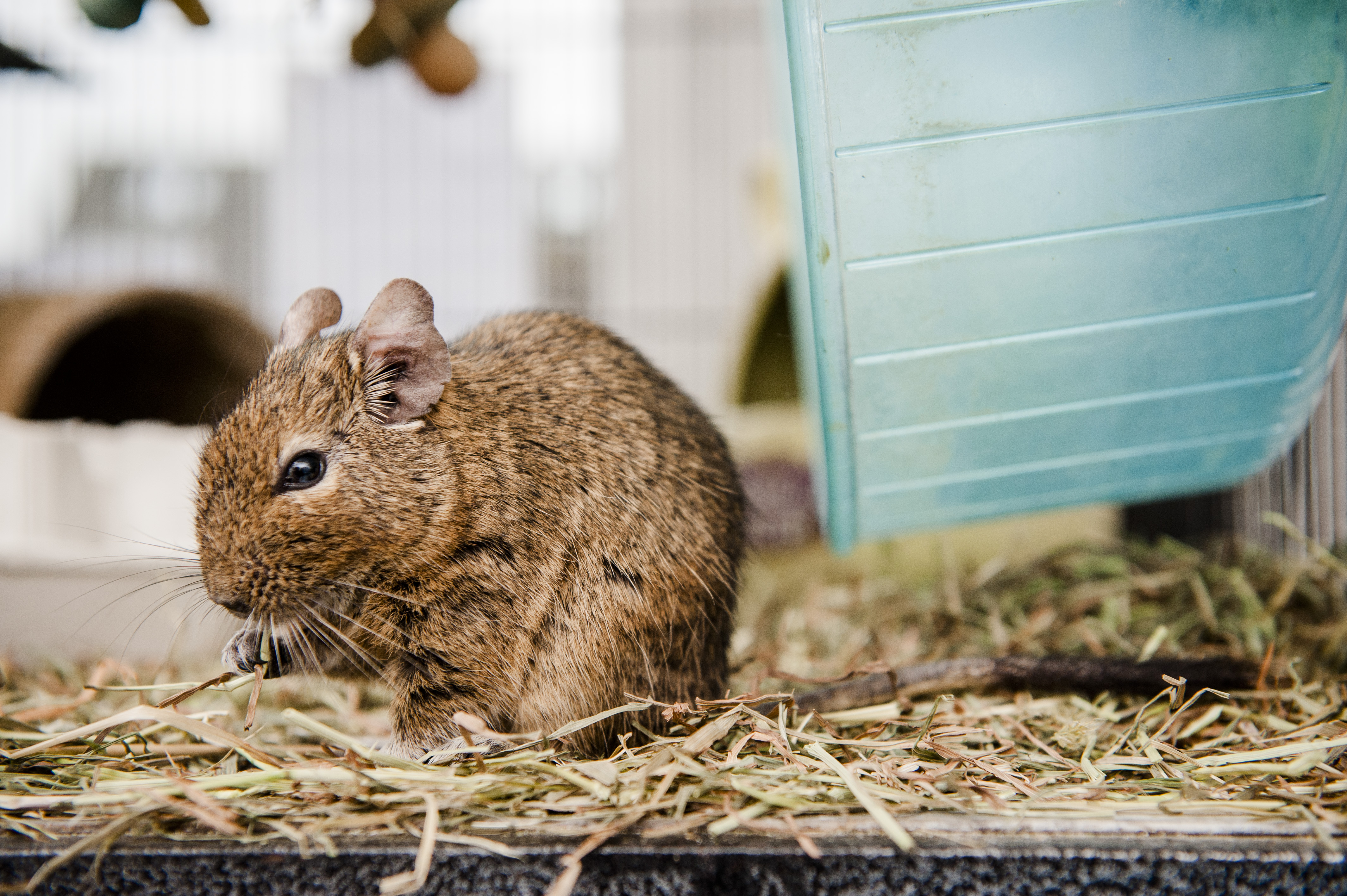 An agouti degu enjoys eating some hay in their accommodation.