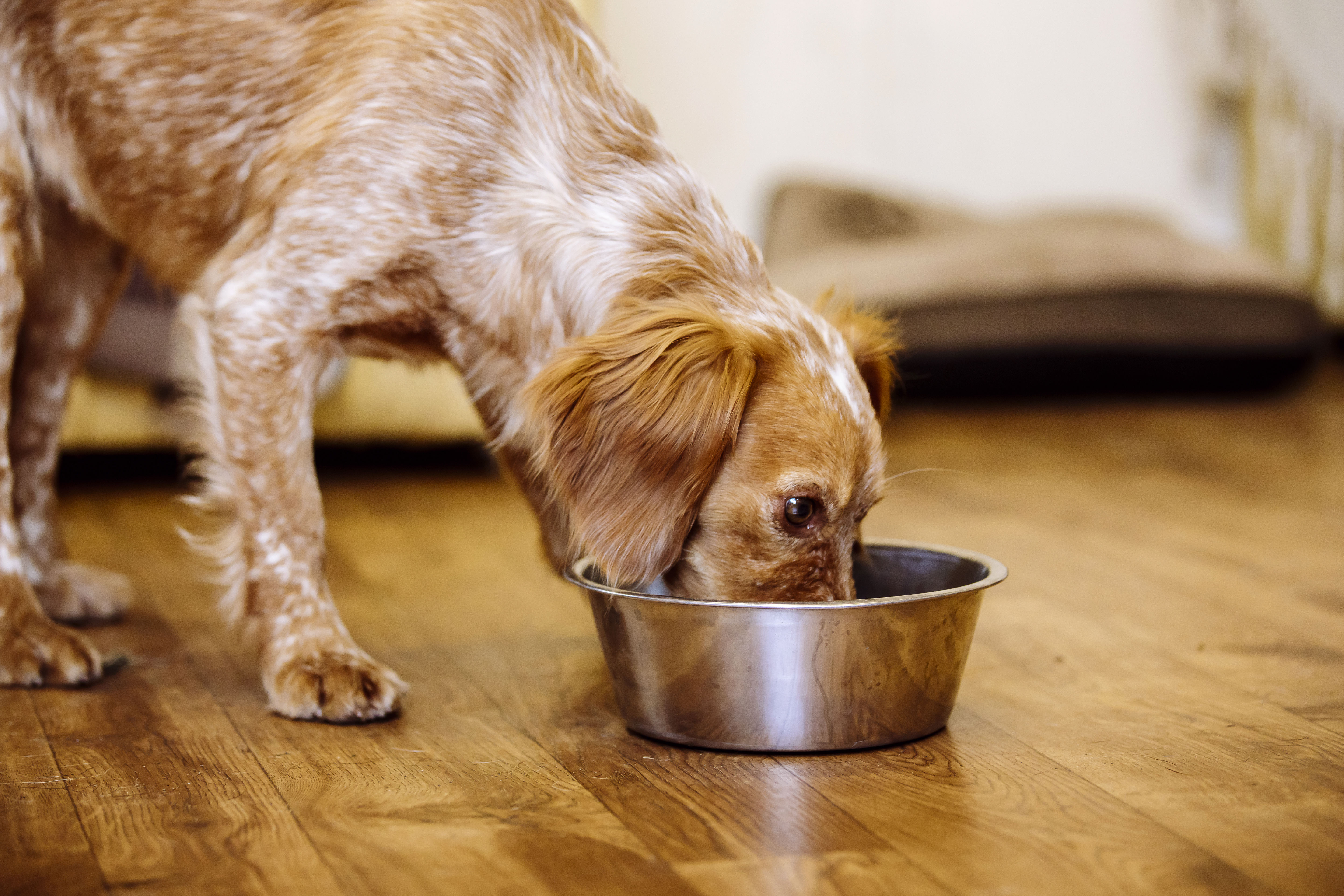 A dog eating food from a metal bowl.