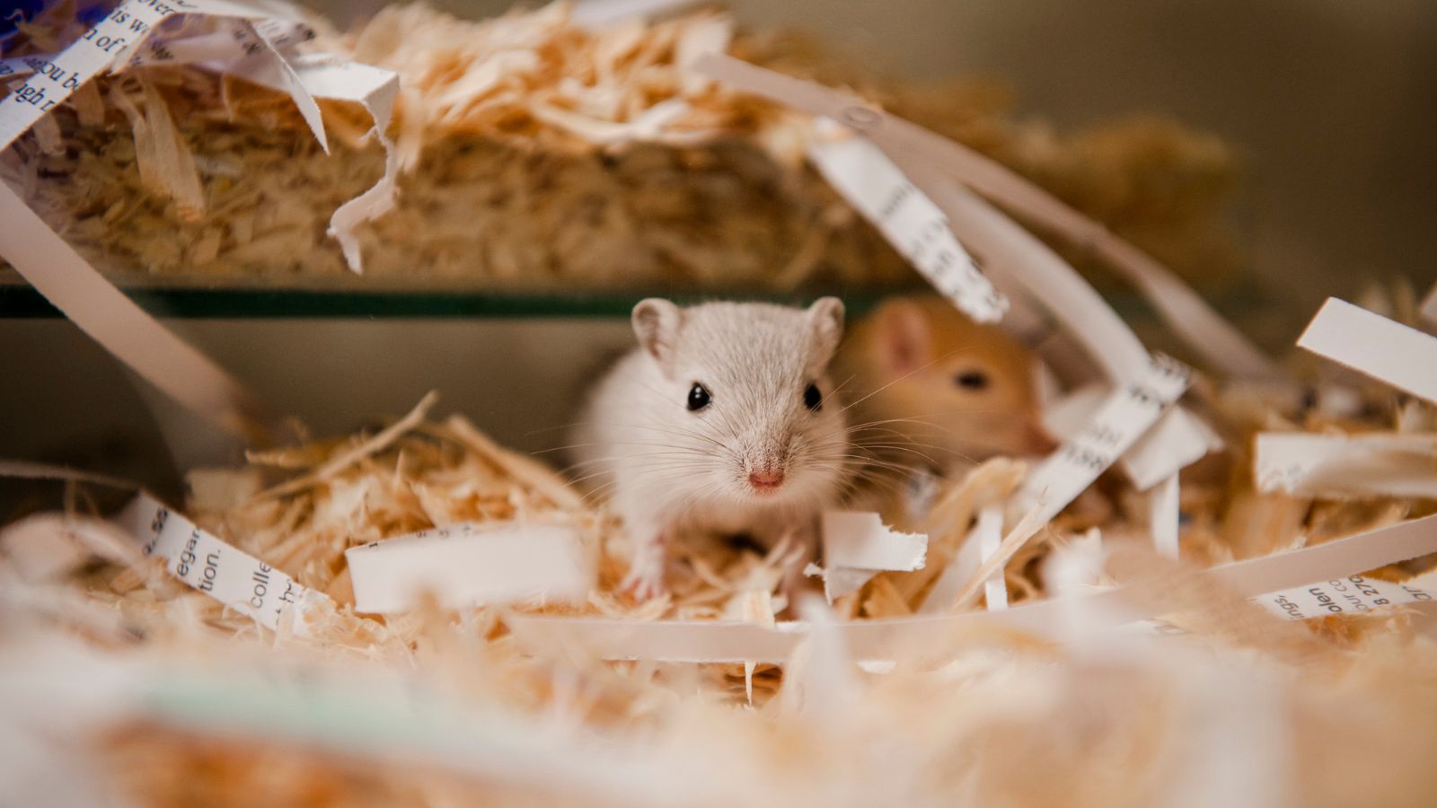 A pair of baby gerbils peer out of their shredded newspaper bedding.