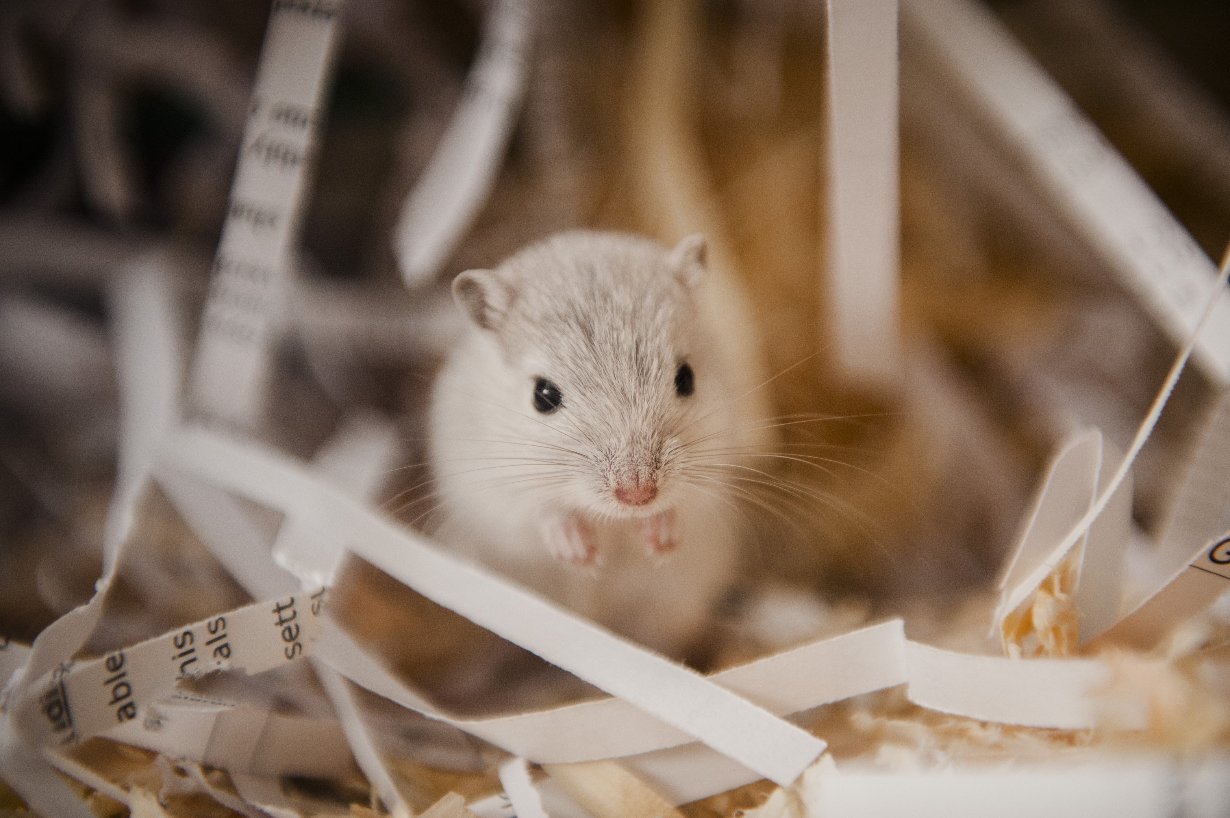 A grey gerbil sits surrounded by shredded newspaper in their accommodation.