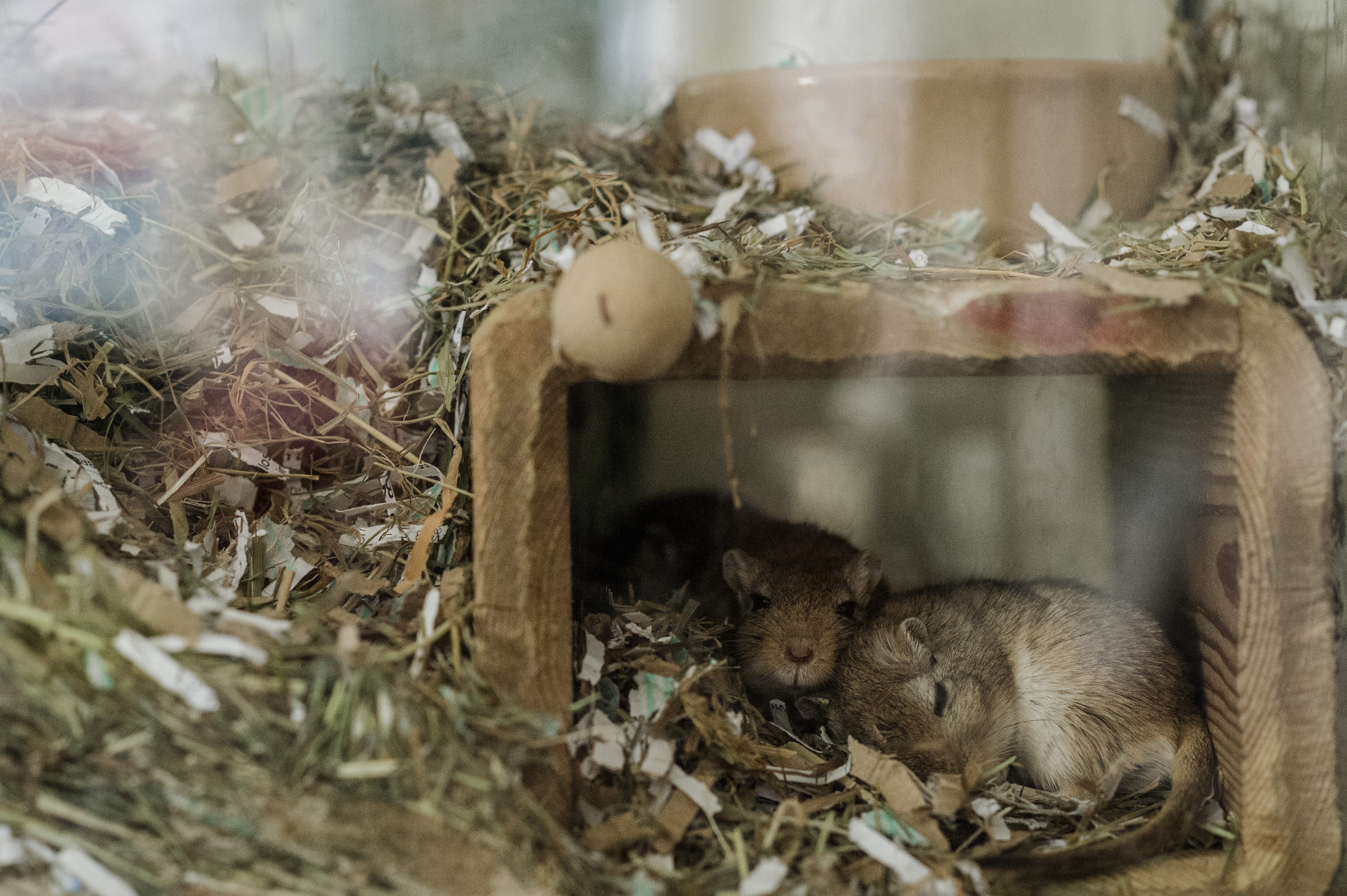 A pair of gerbils sleep in a hideaway in their accommodation, surrounded by bedding.
