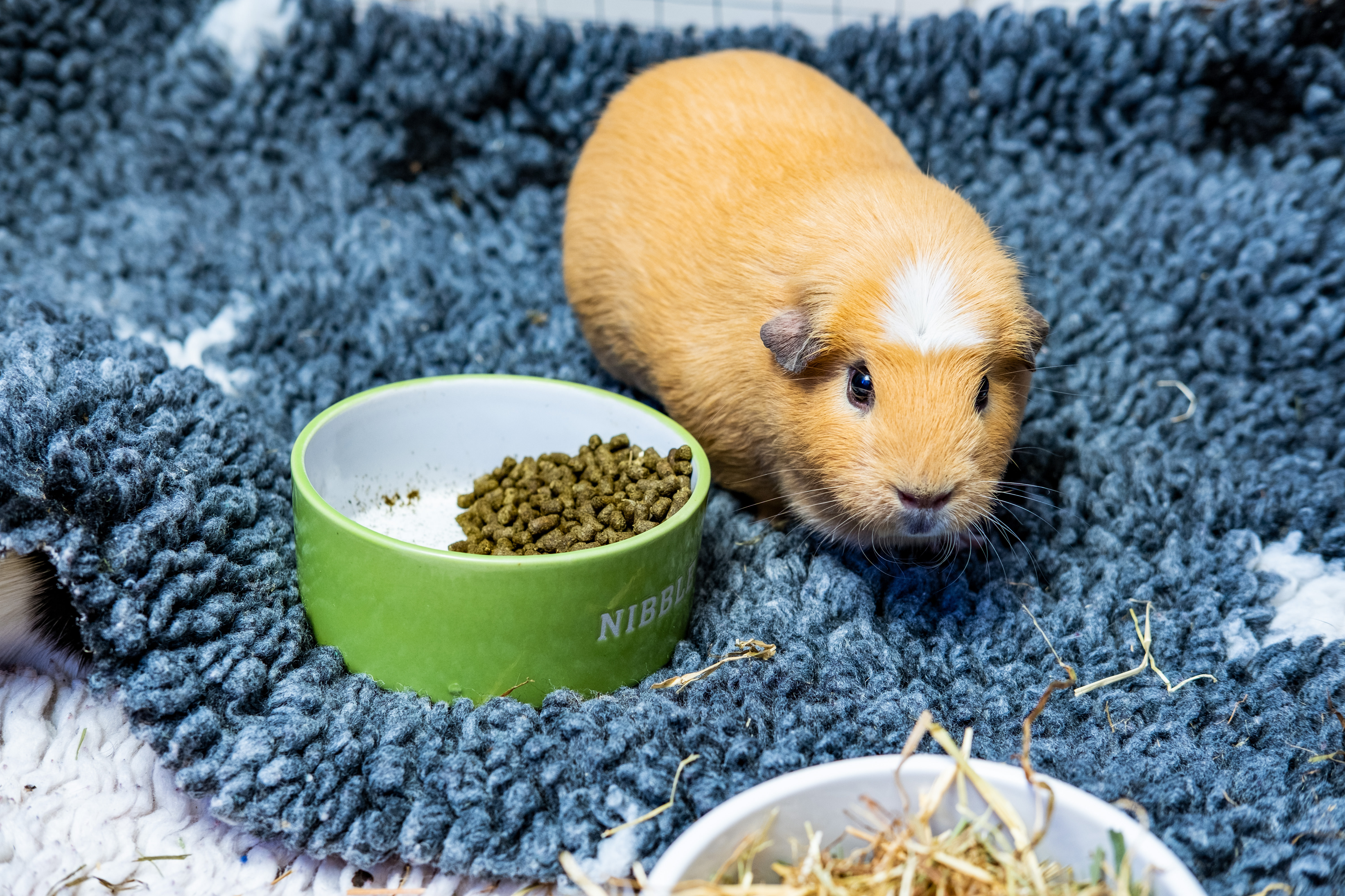 A ginger guinea pig sitting by their bowl of food.