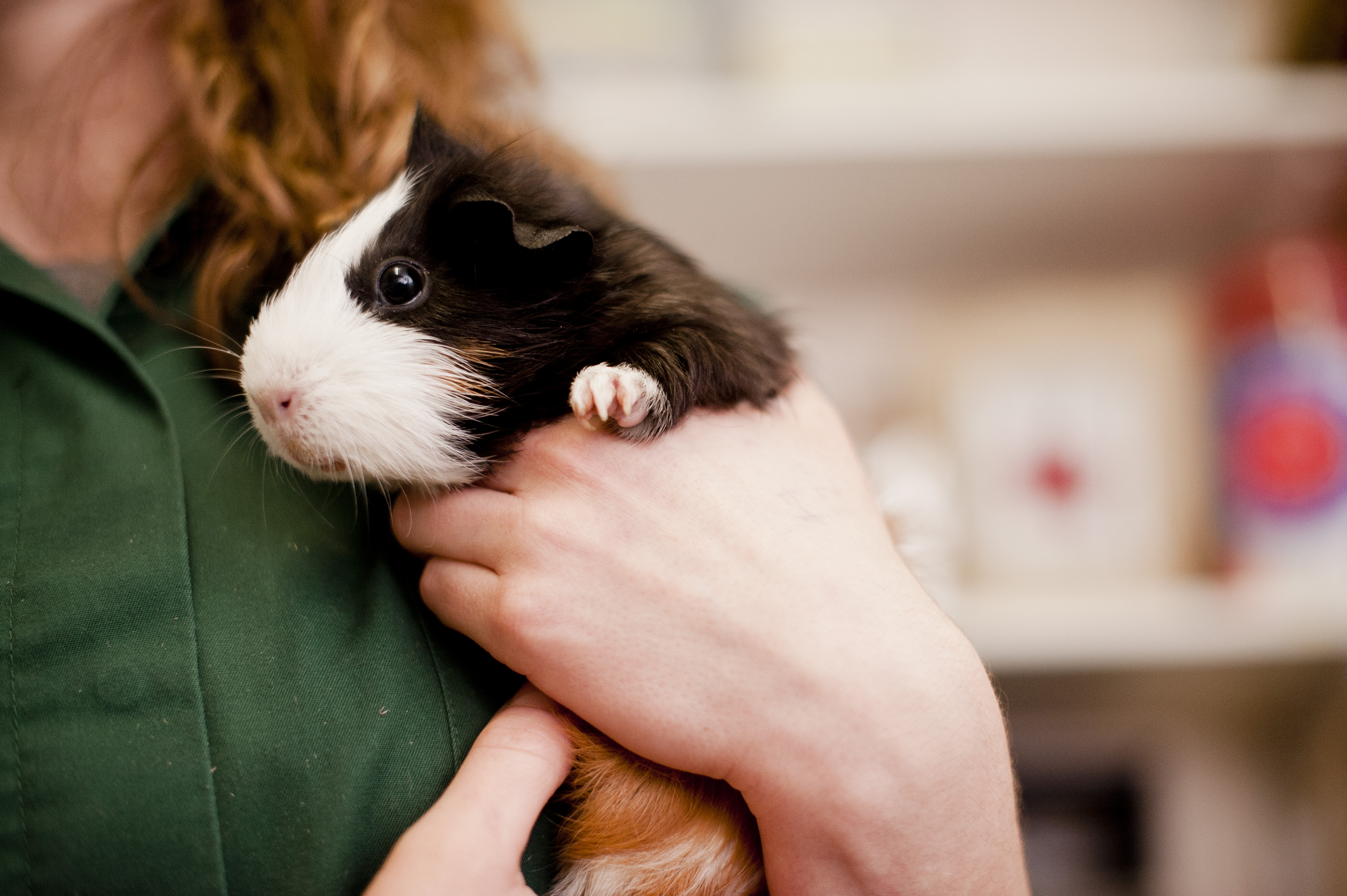 A brown and white guinea pig being assessed by a vet.