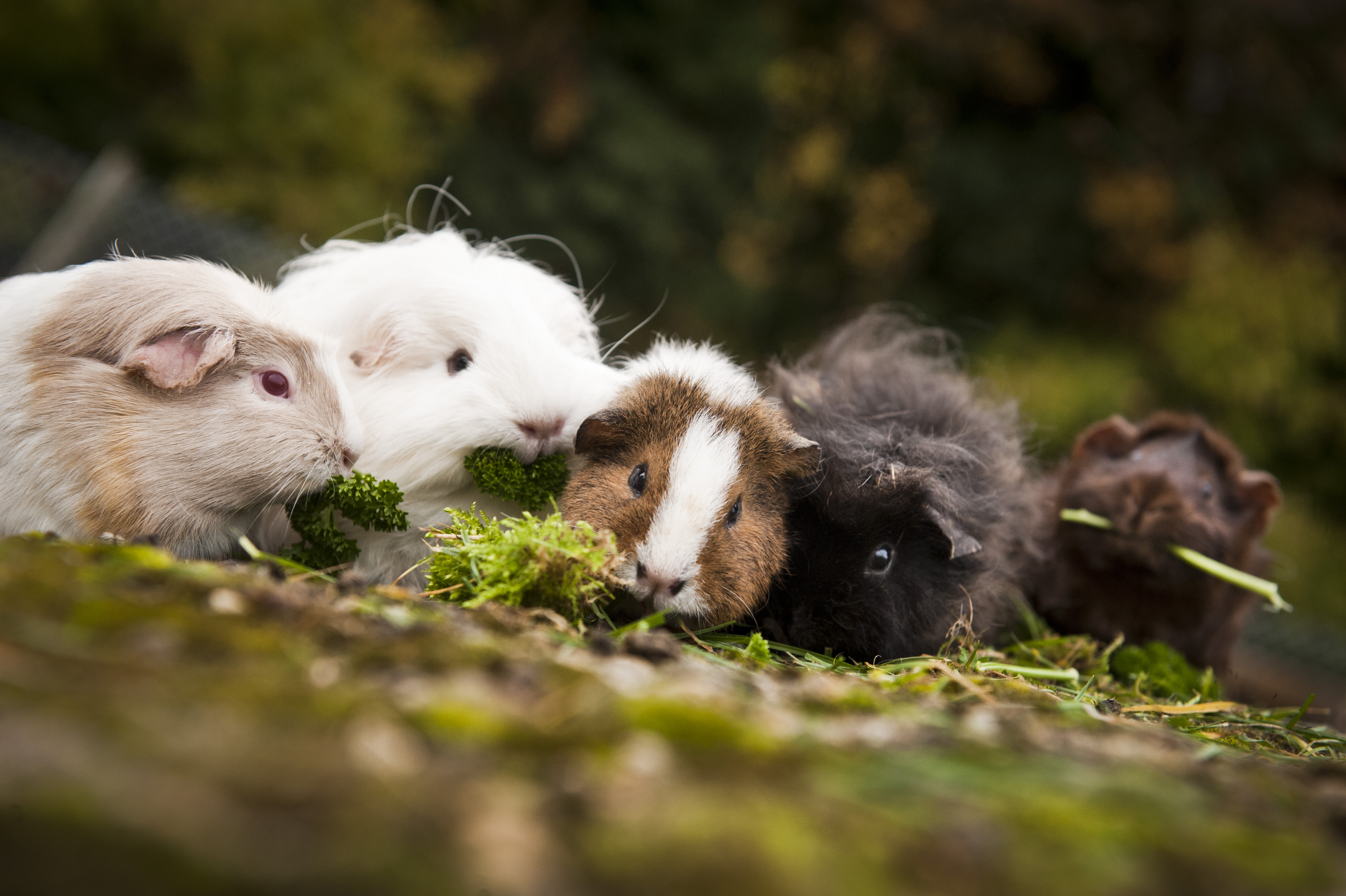 A herd of guinea pigs eating together outdoors.