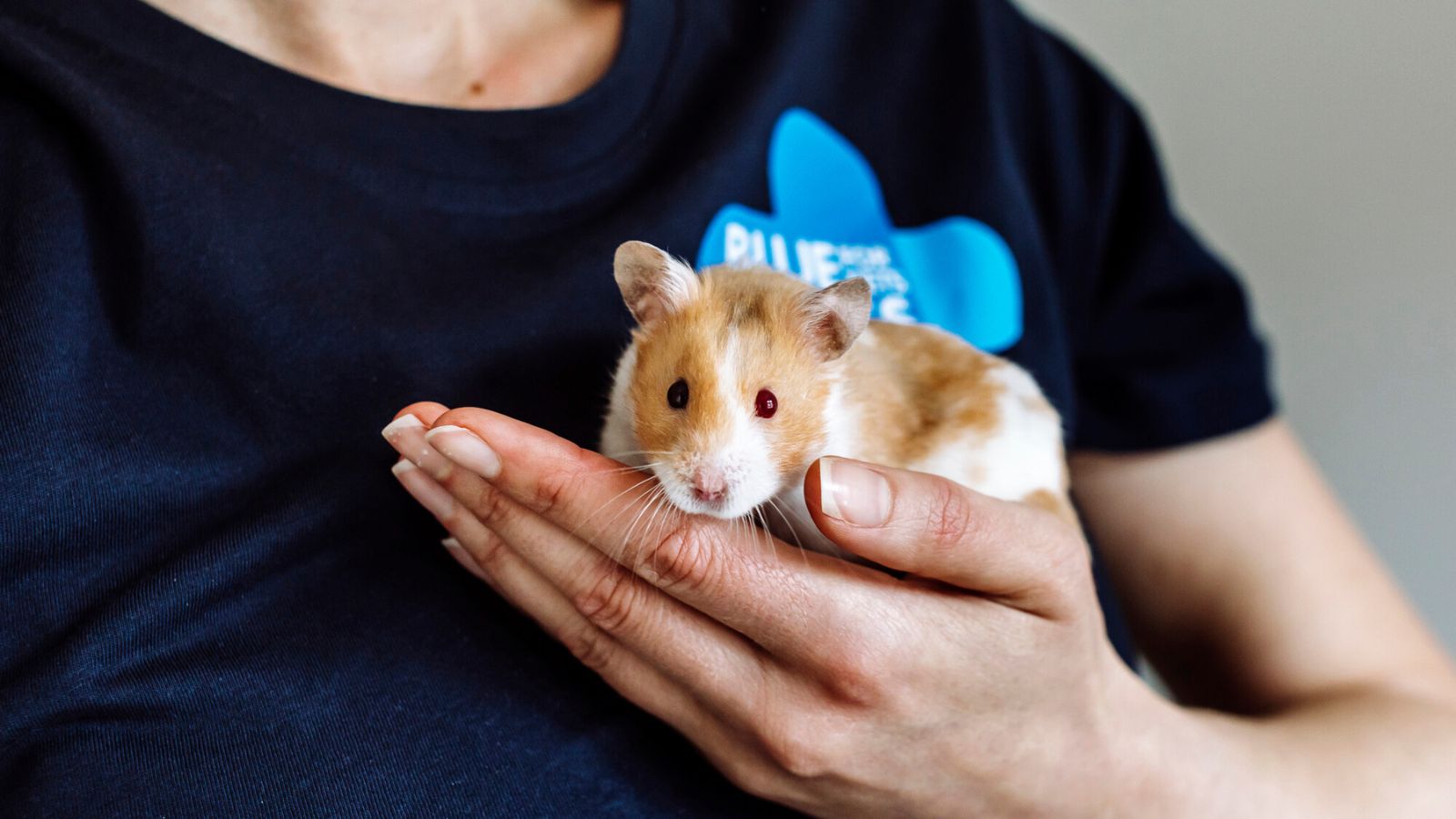 A brown and white hamster is held by a member of Blue Cross.