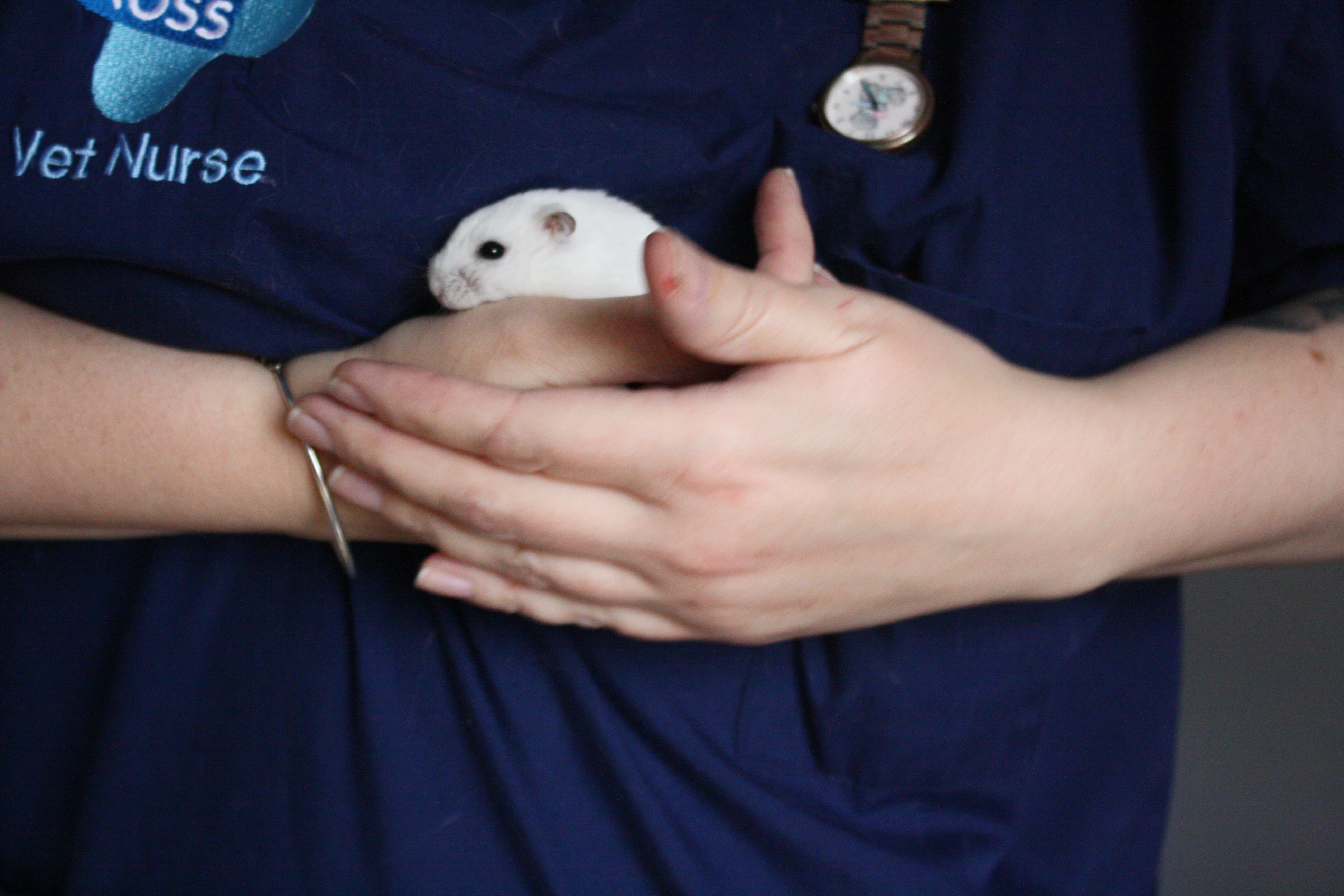 A white dwarf hamster is held by a Blue Cross vet nurse.