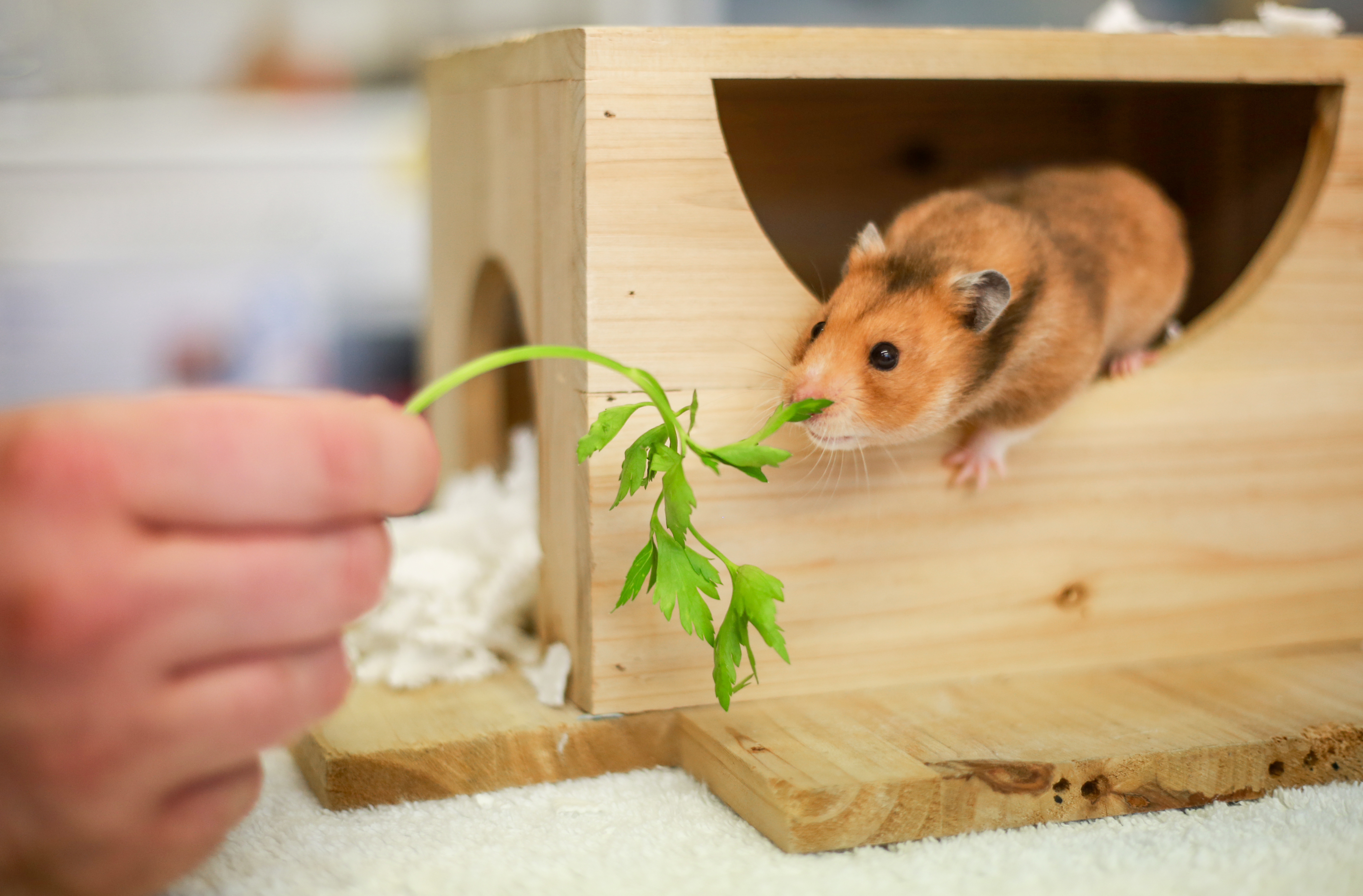 A brown hamster leans out of their wooden hut for some leafy greens.
