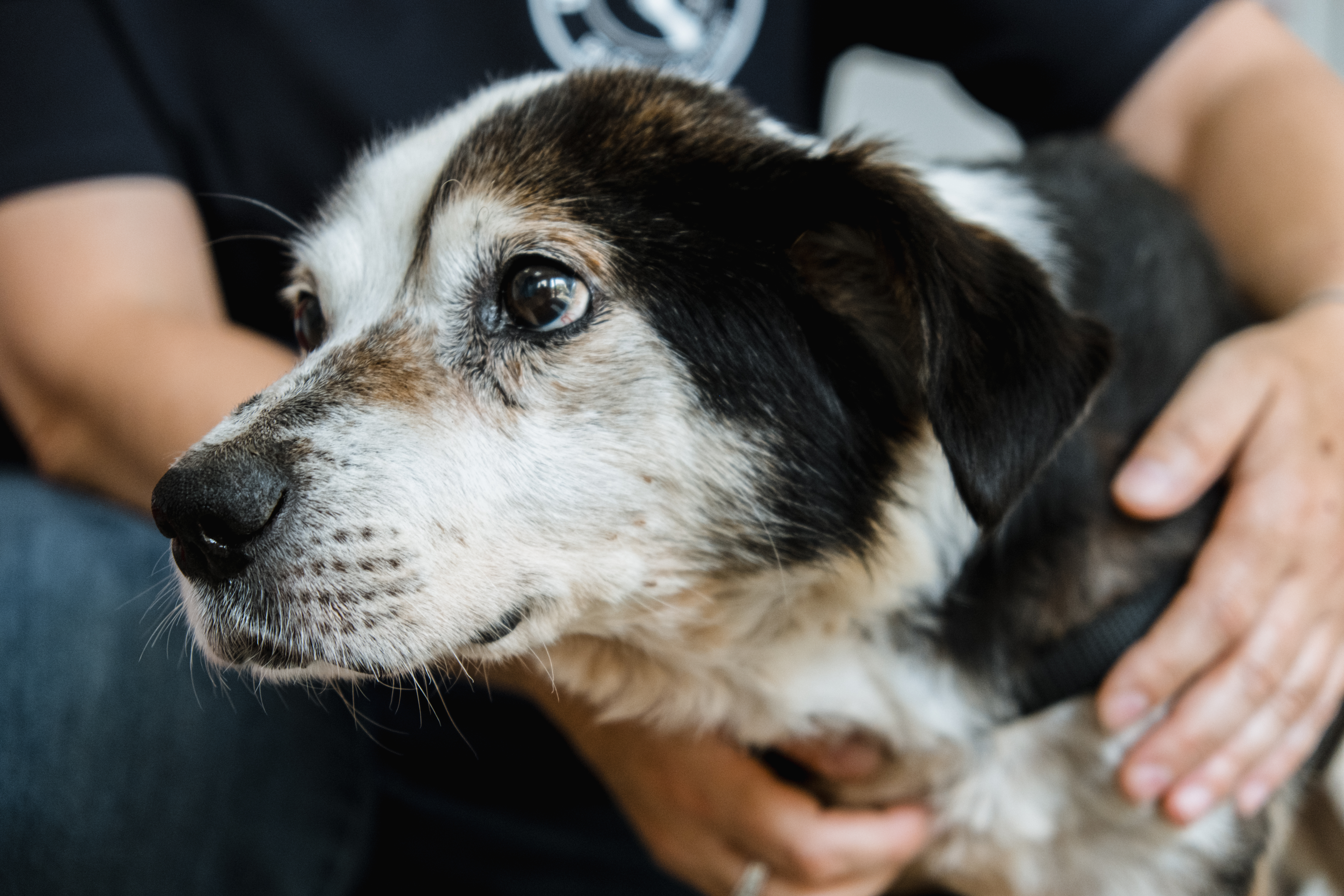 Brown and white Ukrainian dog Henry enjoying a fuss after being saved from the Kherson floods