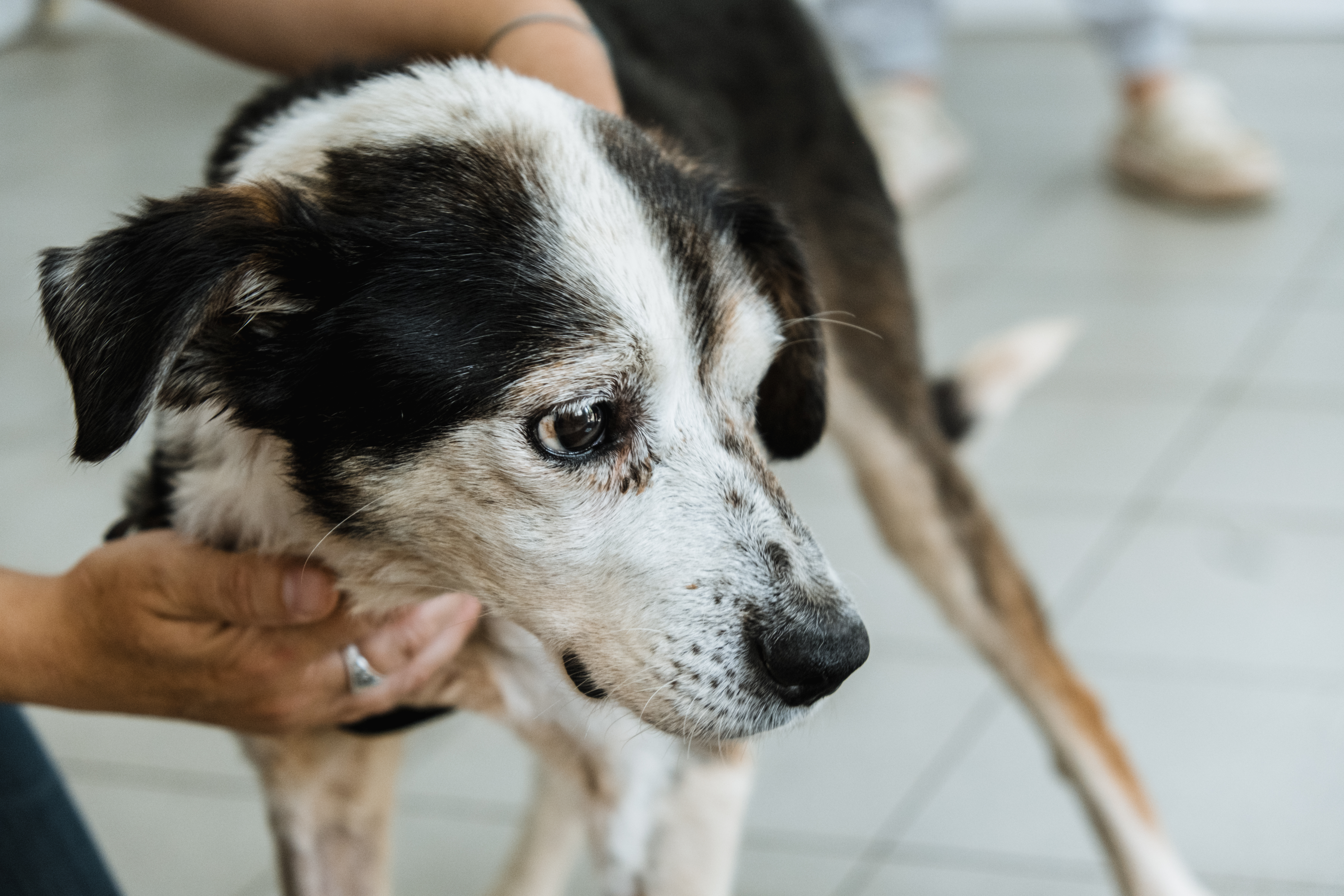 Ukrainian dog Henry at a clinic after being saved from the Kherson floods