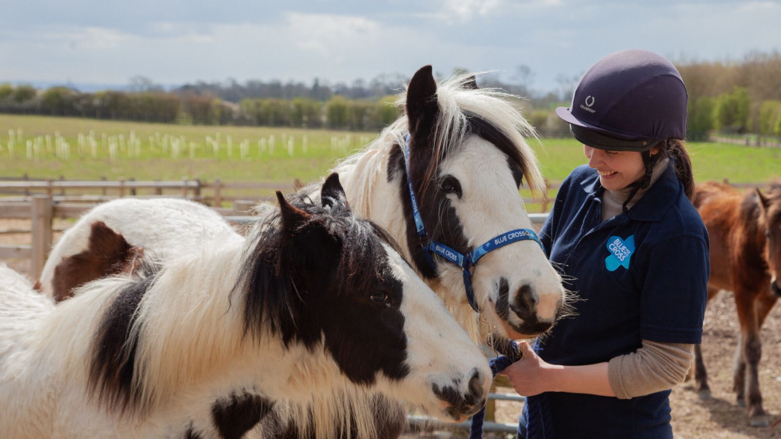 A Blue Cross groom stands with two young ponies.