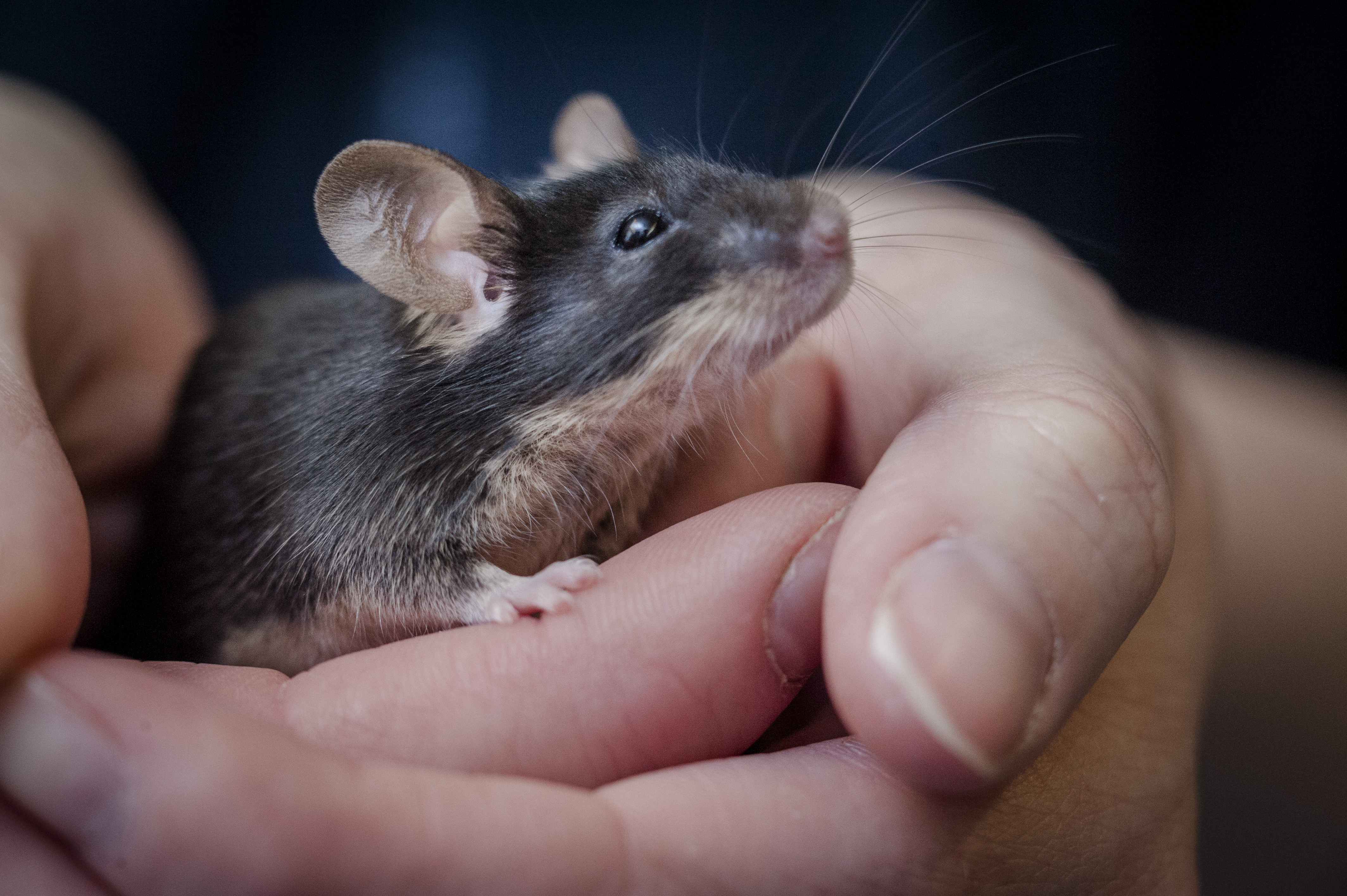 A black mouse is handled by a member of Blue Cross.