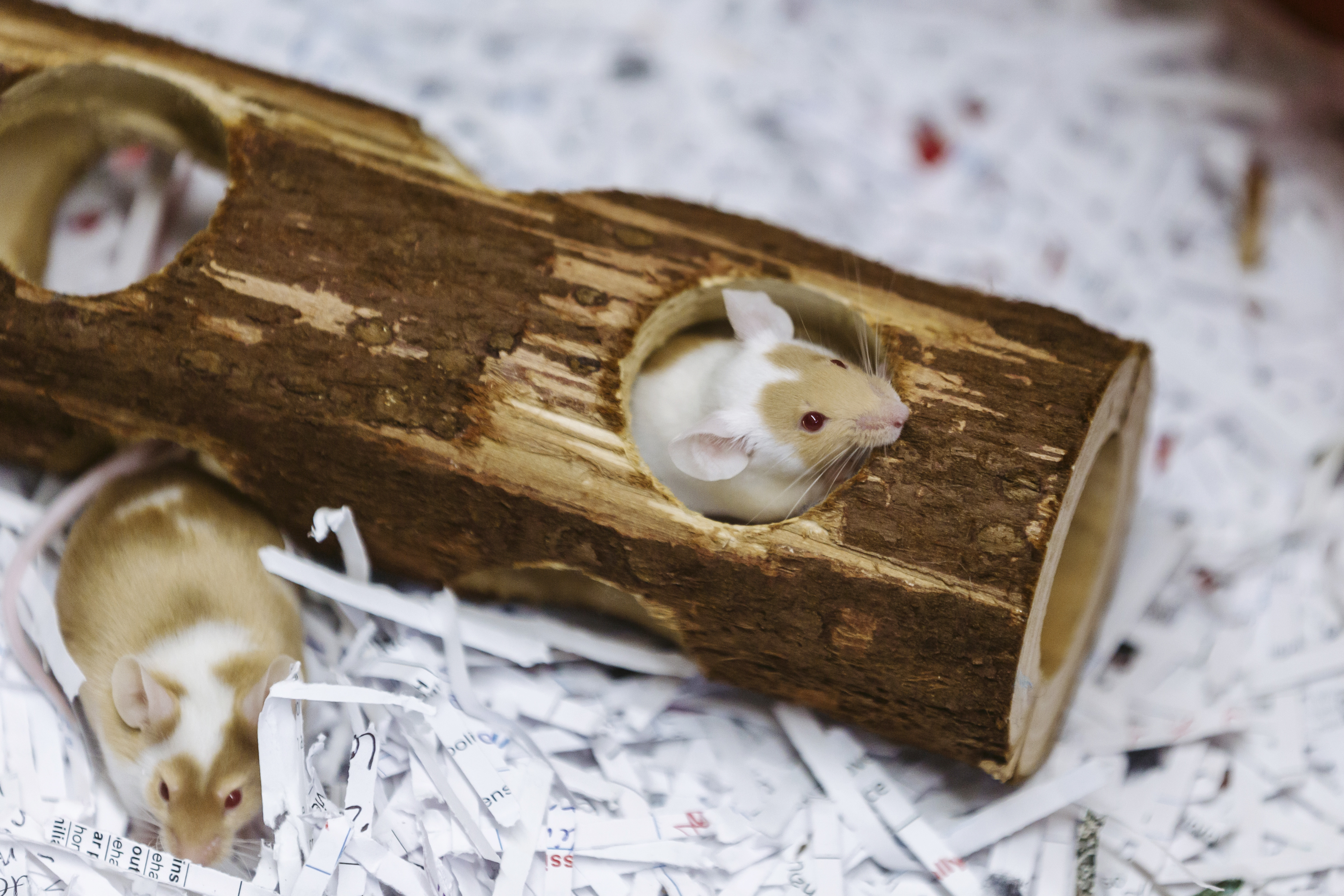A pair of white and brown mouse explore a wooden tunnel in their accommodation.