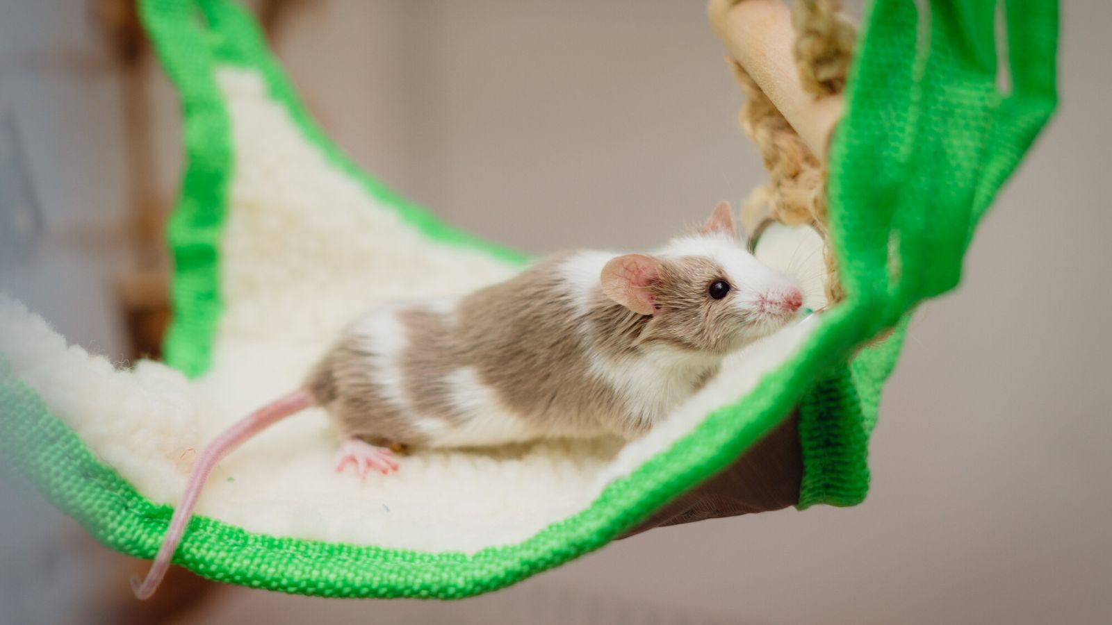 A brown and white mouse explores a green hammock.