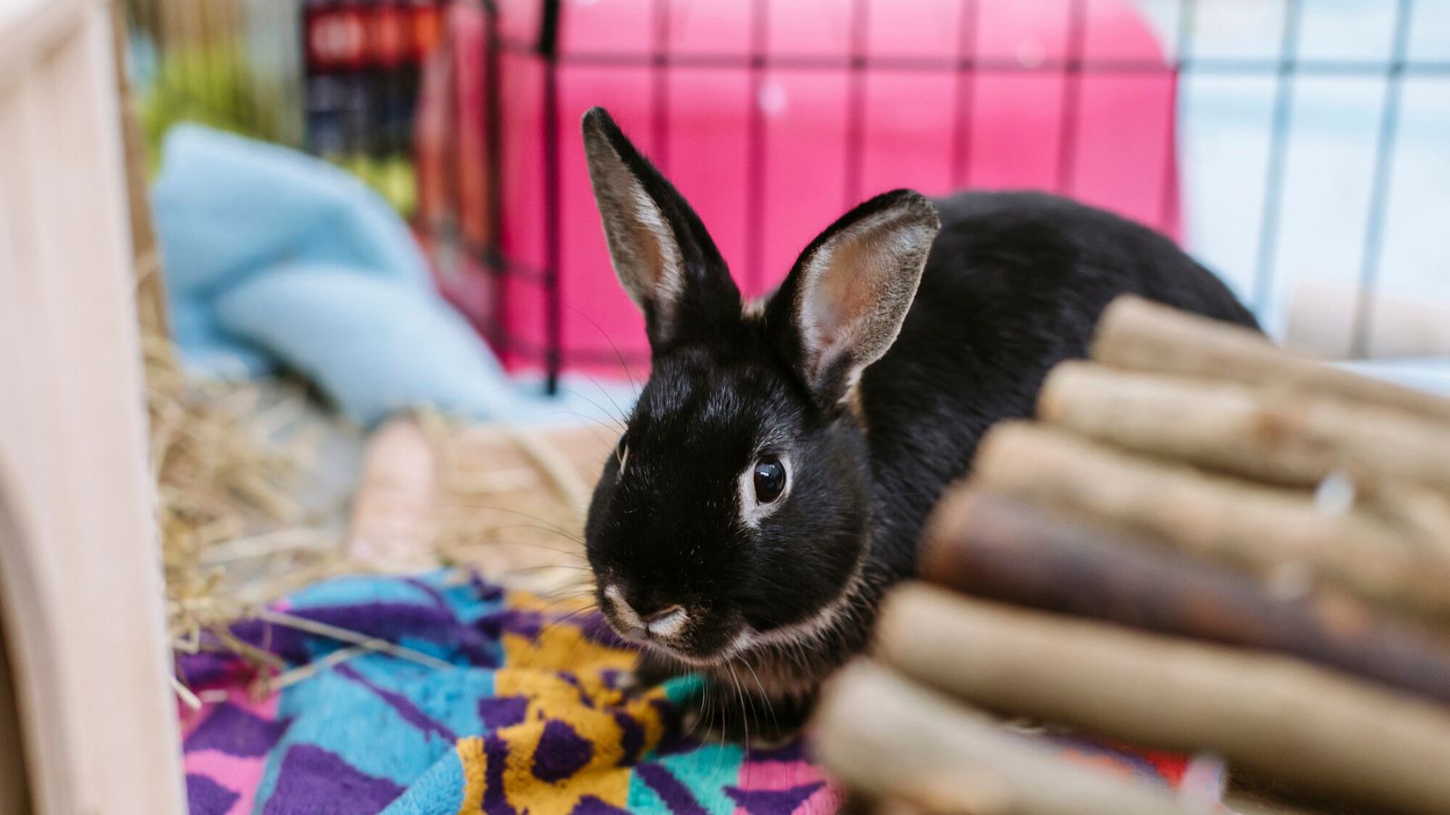 A black rabbit exploring their enrichment.