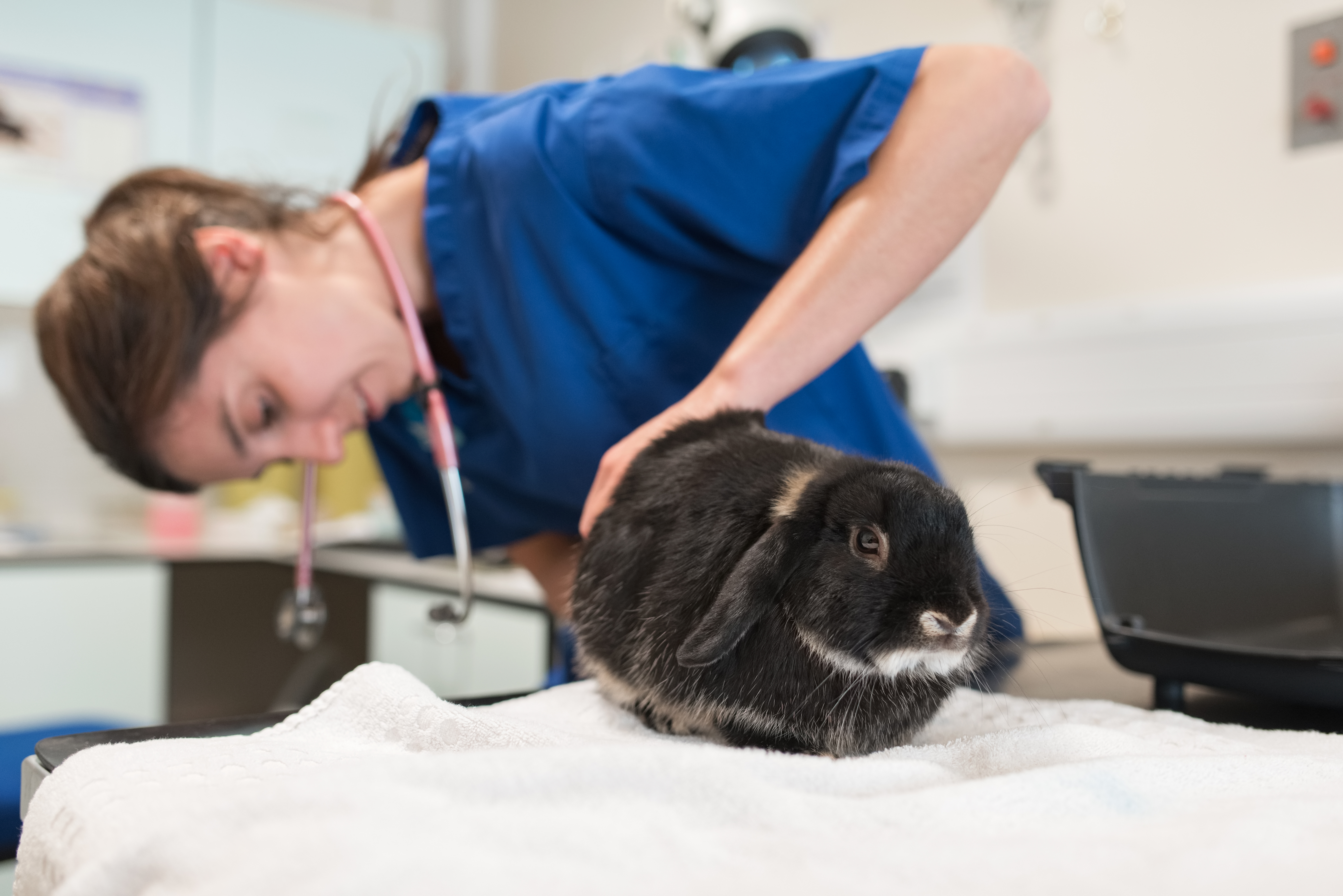 A black rabbit is assessed by a Blue Cross vet.