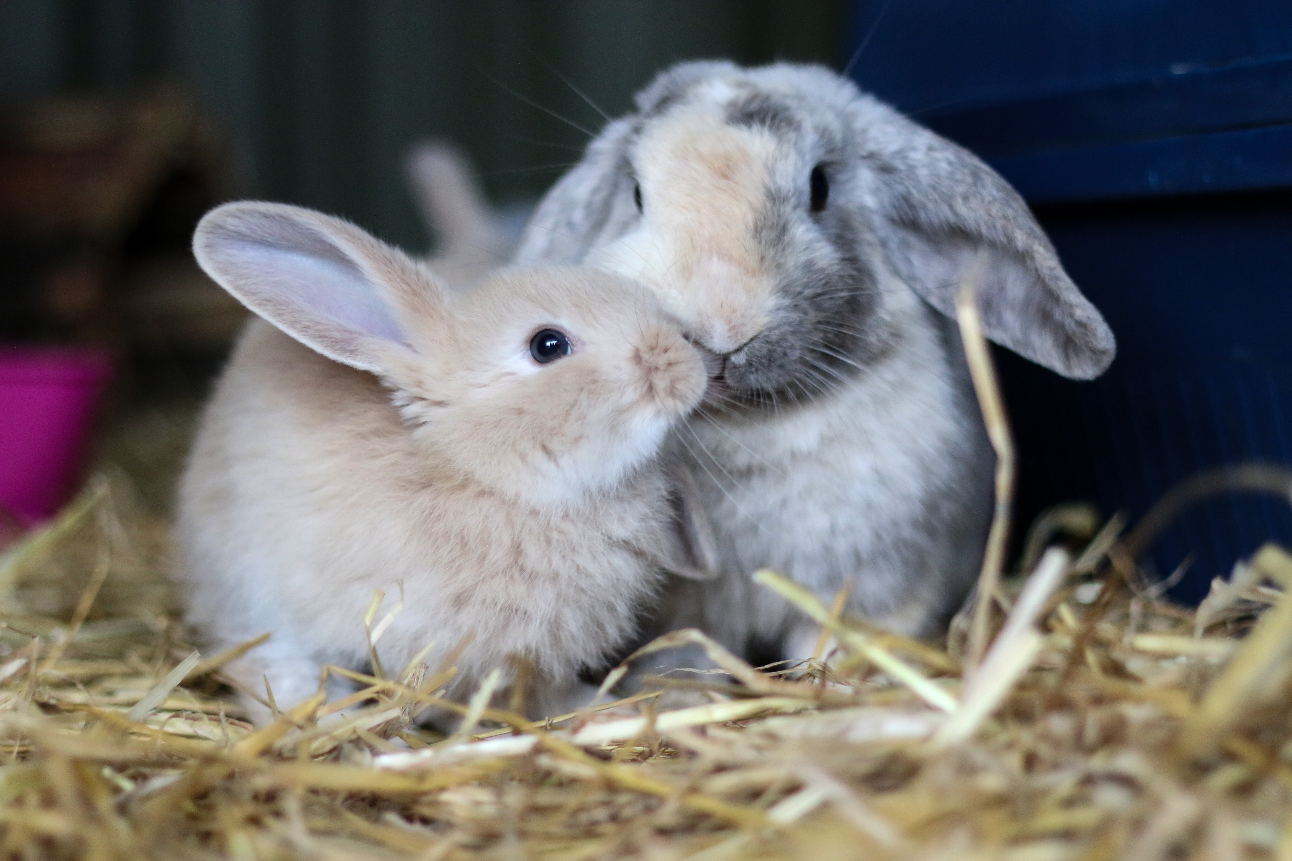 A pair of rabbits sitting side by side in their hay.