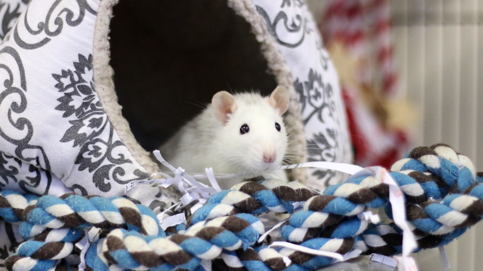 A white rat looks out of their soft hideaway.