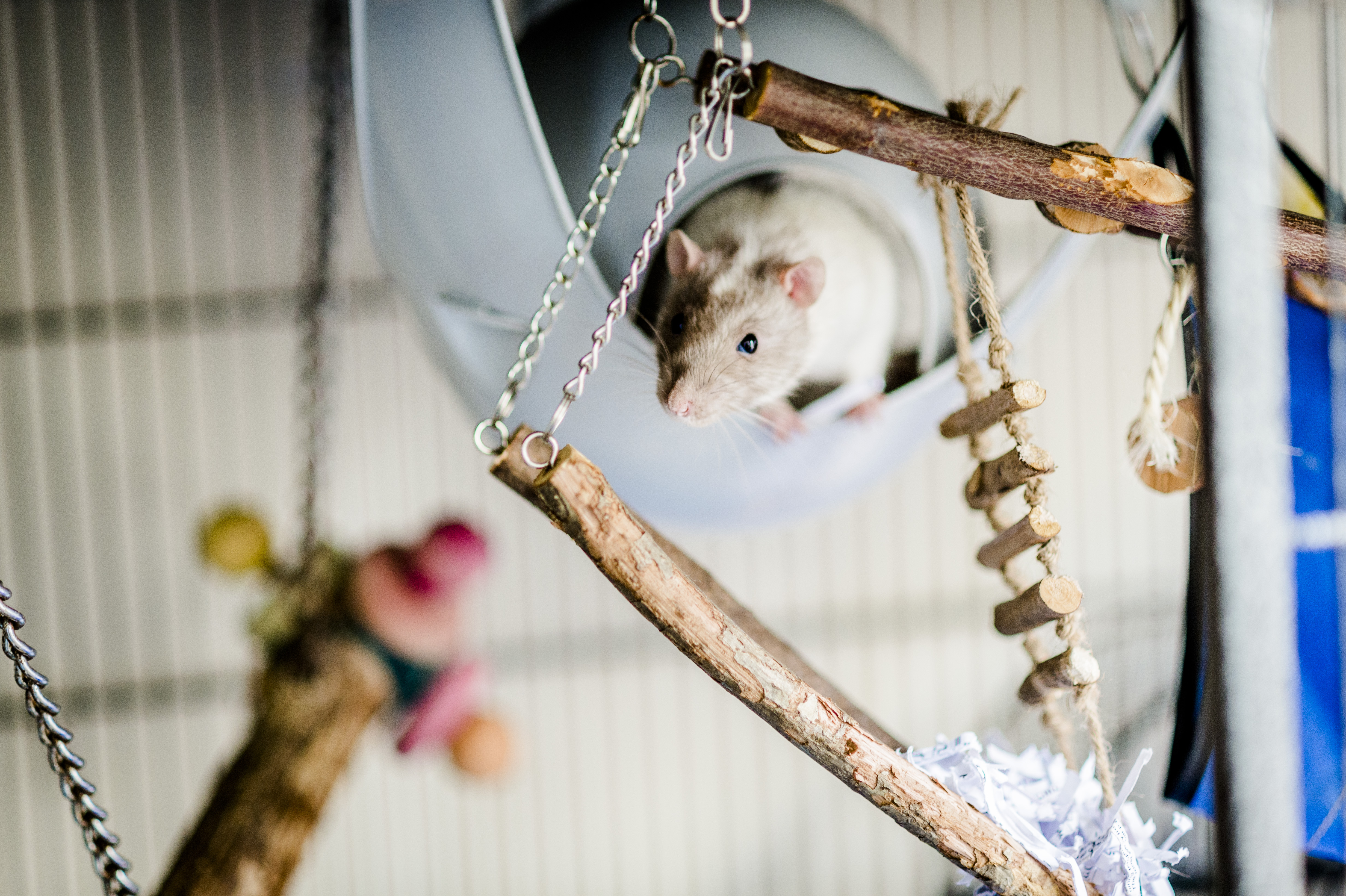 A rat looks out of their hideaway, surrounded by wooden enrichment.