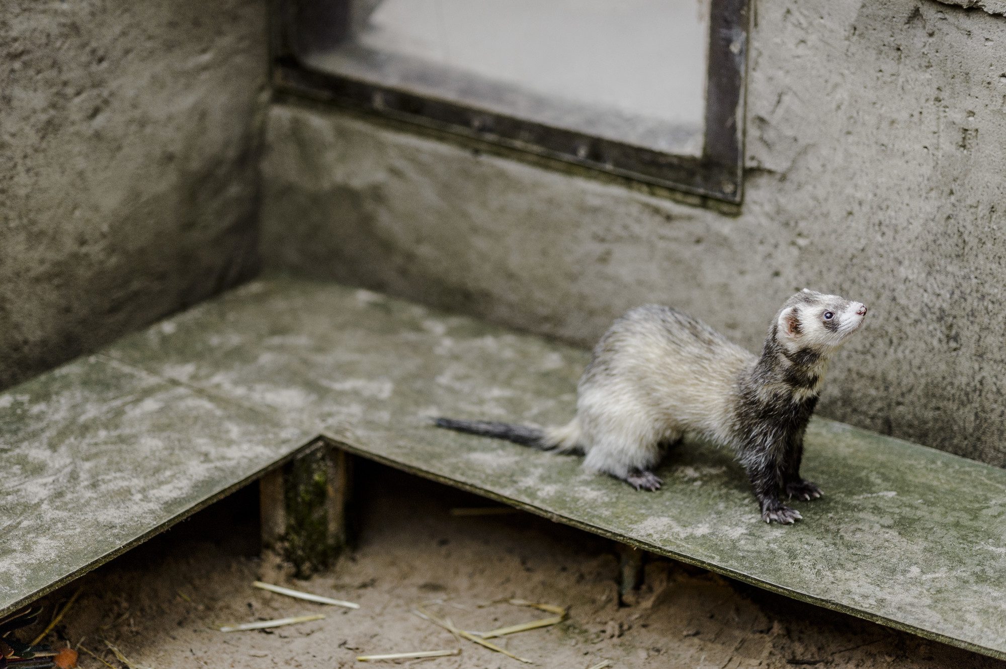 A chocolate ferret explores their accommodation.