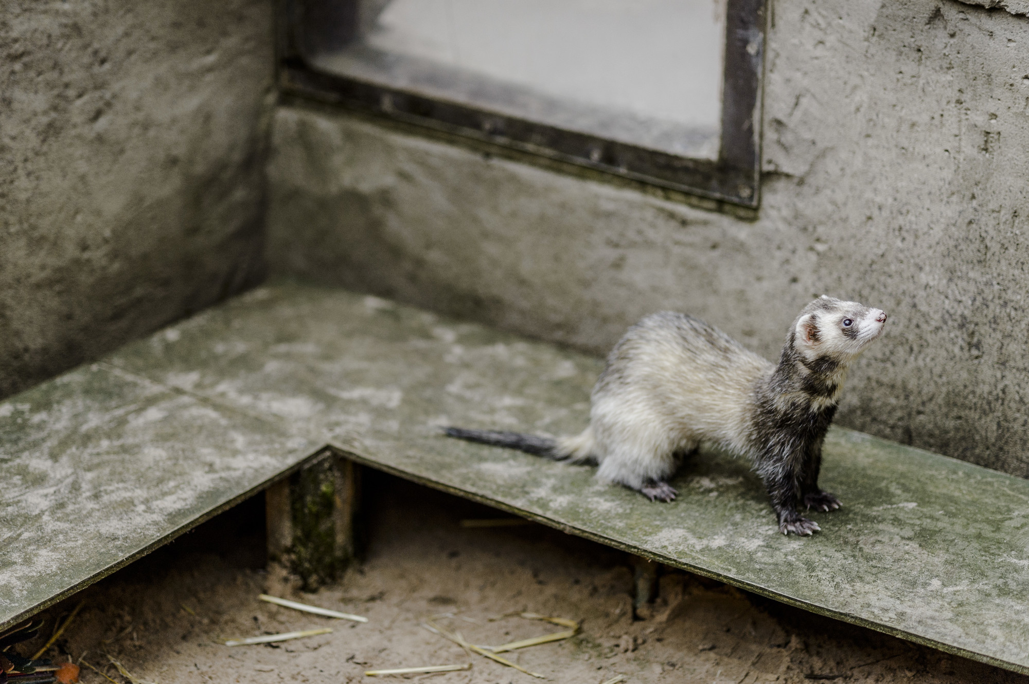 Working ferret best sale
