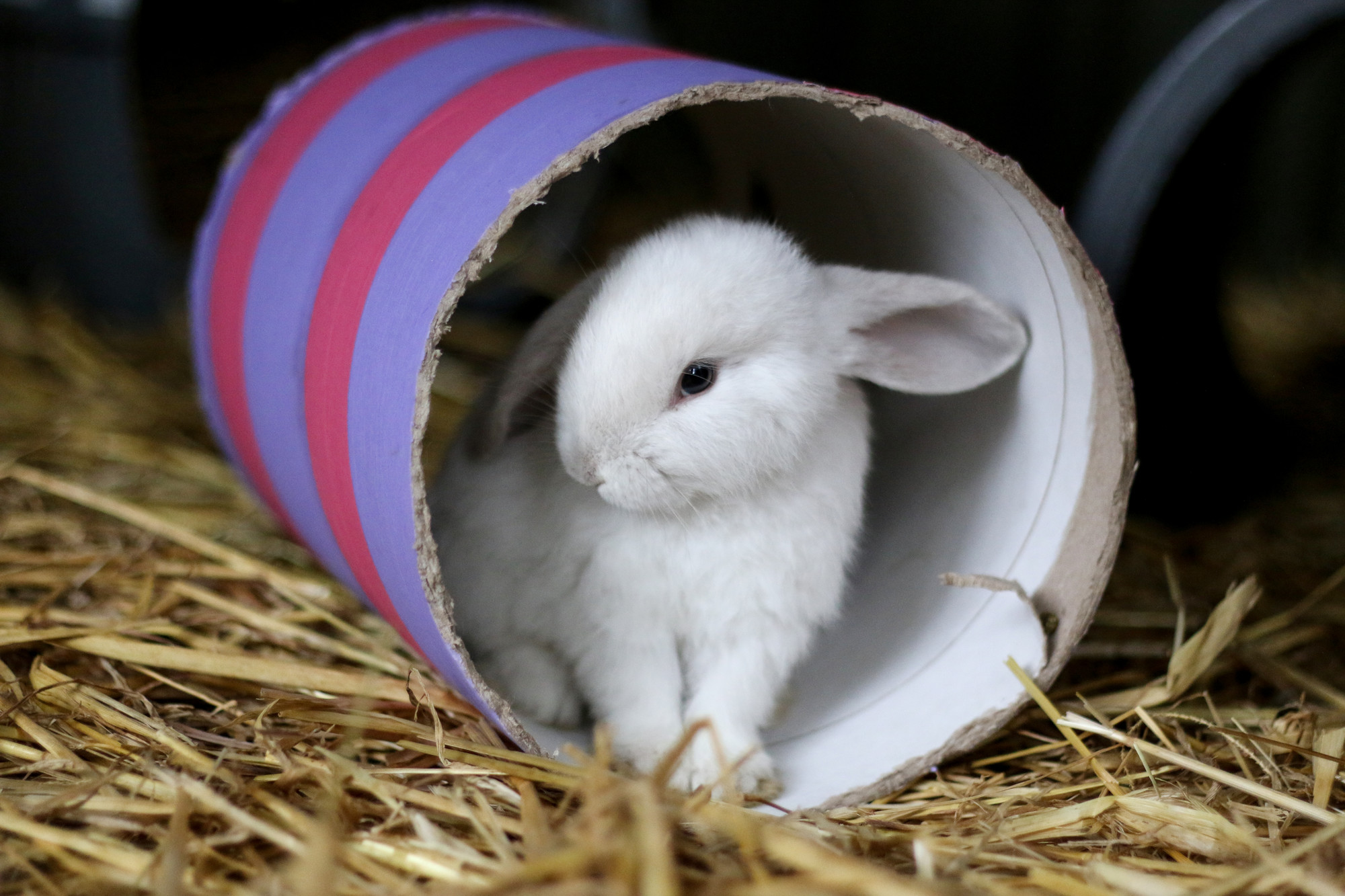 A young white rabbit grooms themselves in a stripy cardboard tunnel.