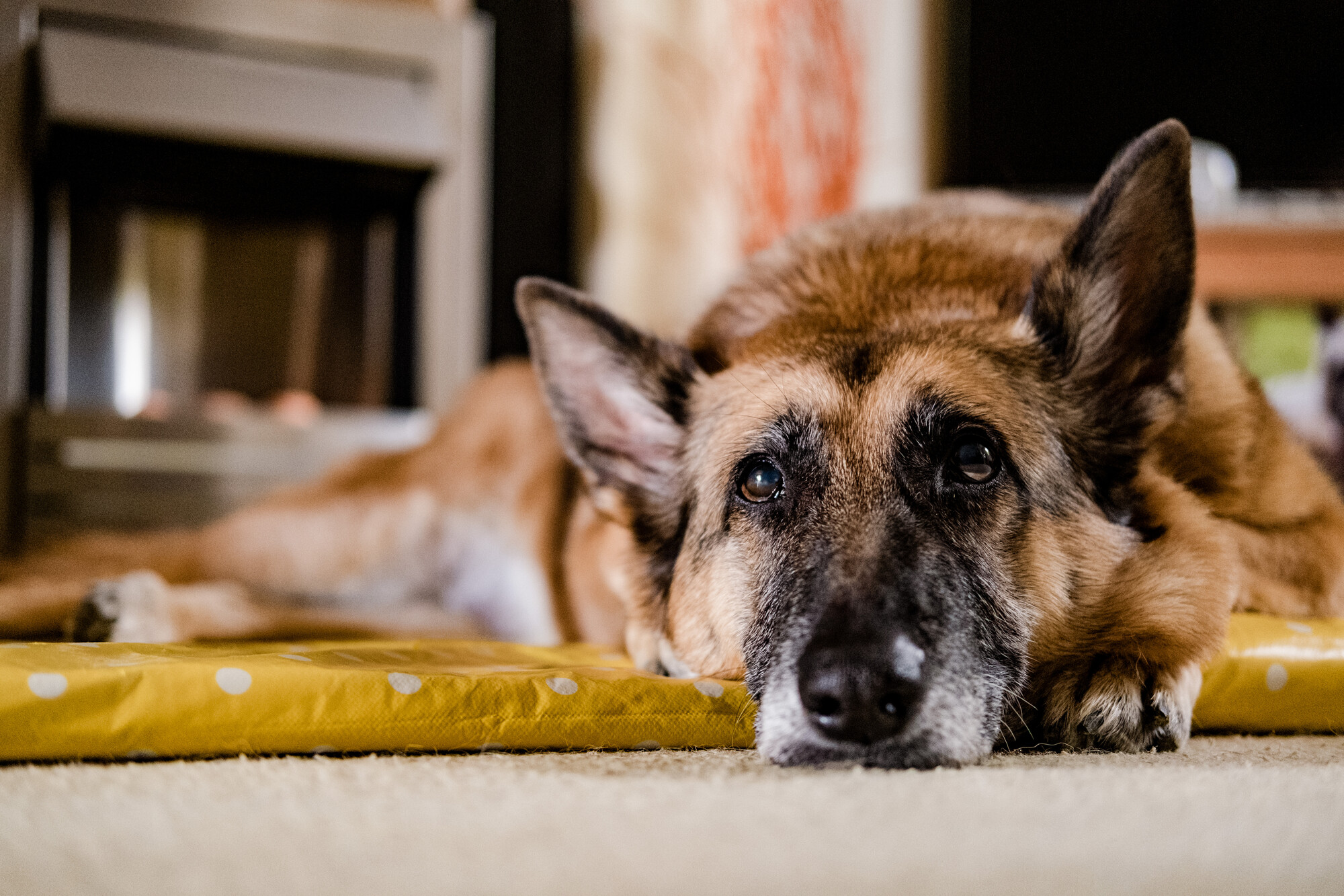 German shepherd dog Sheba resting on a yellow bed.