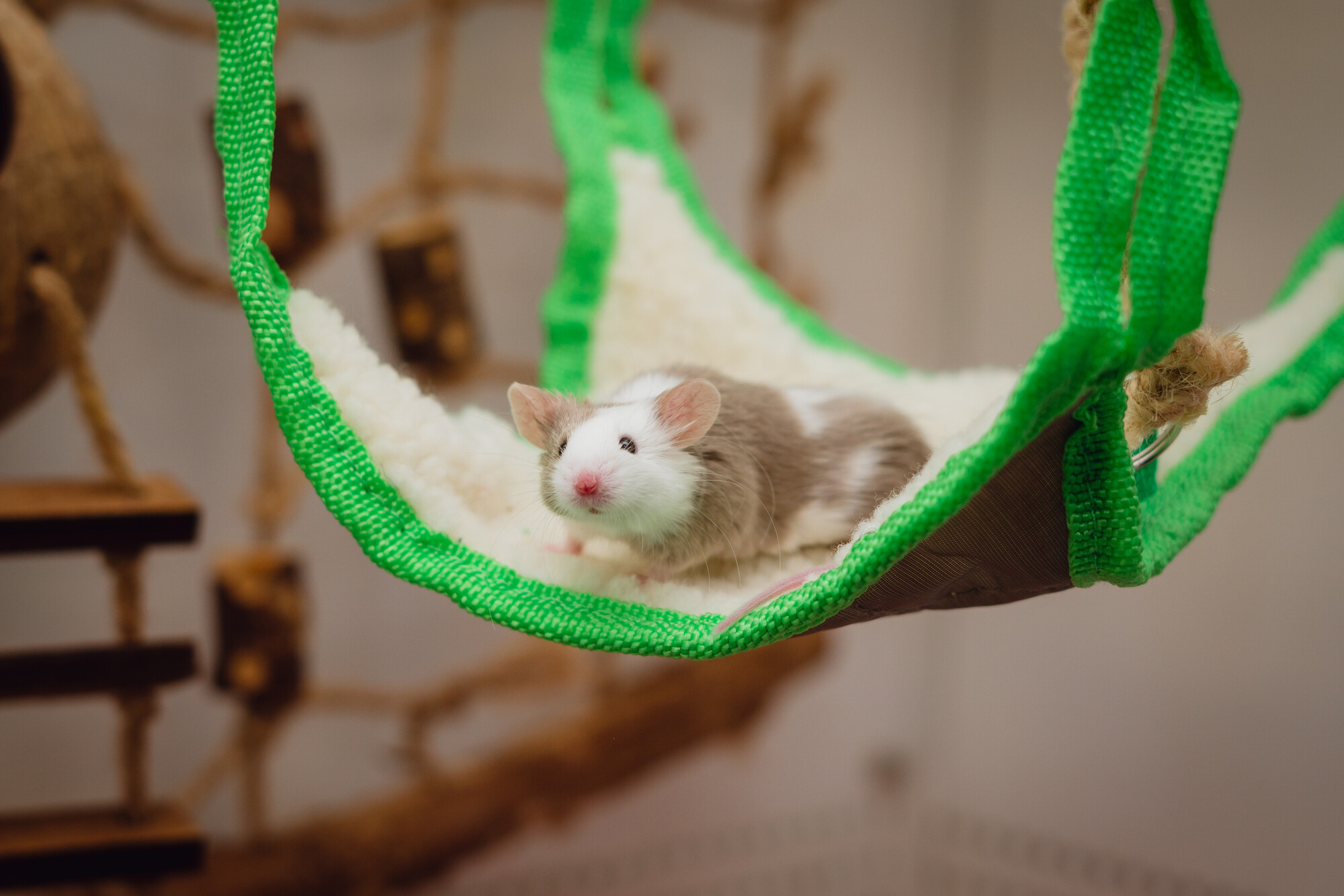 A white and brown mouse sits on a green hammock in their accommodation.