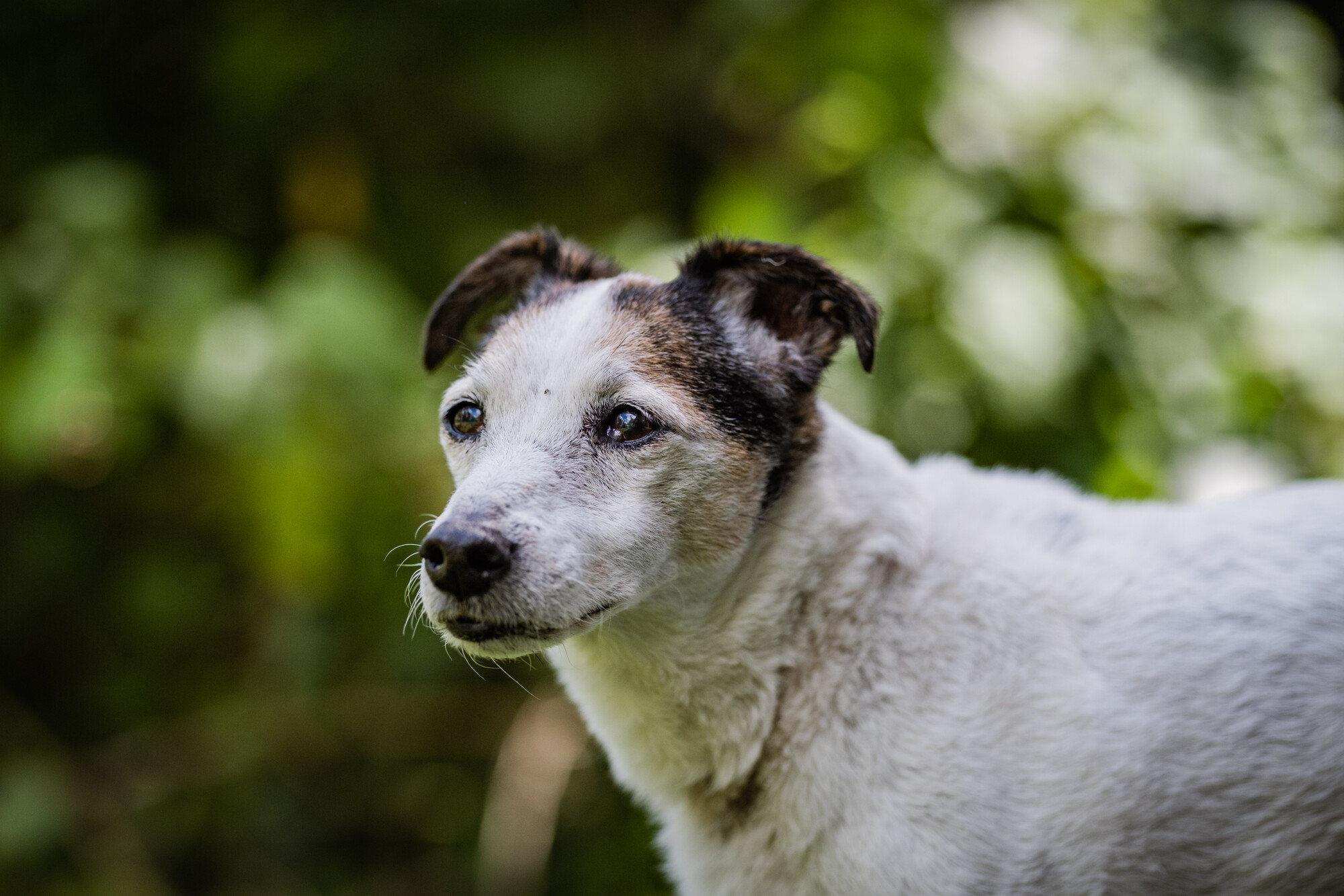 Jack russell Libby stands in the garden.