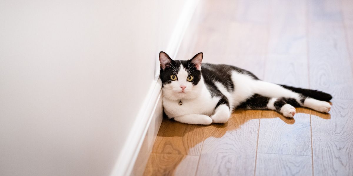 Black and white cat Pickle enjoys lounging in her new home.