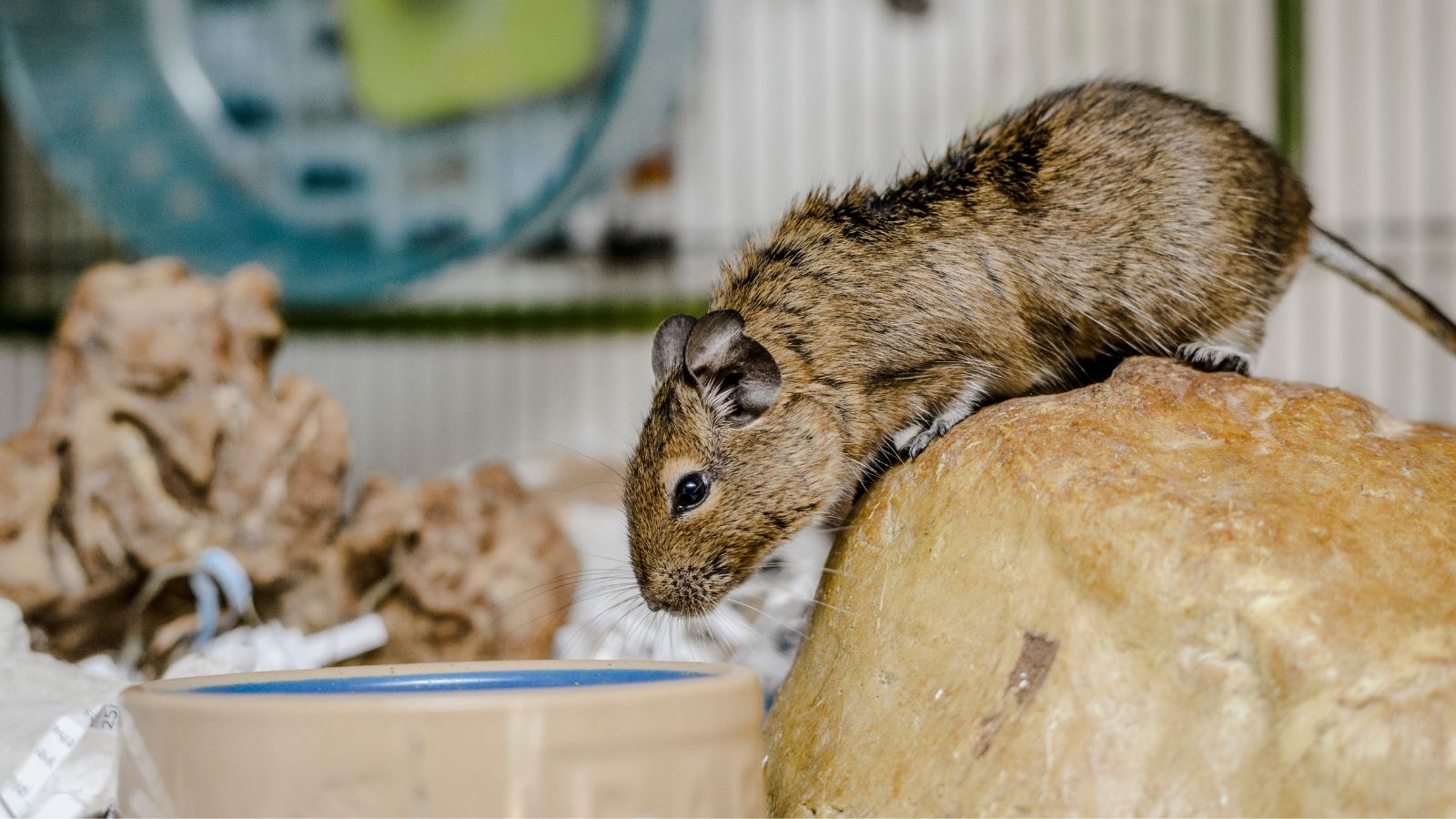 A brown degu inspects their food dish.