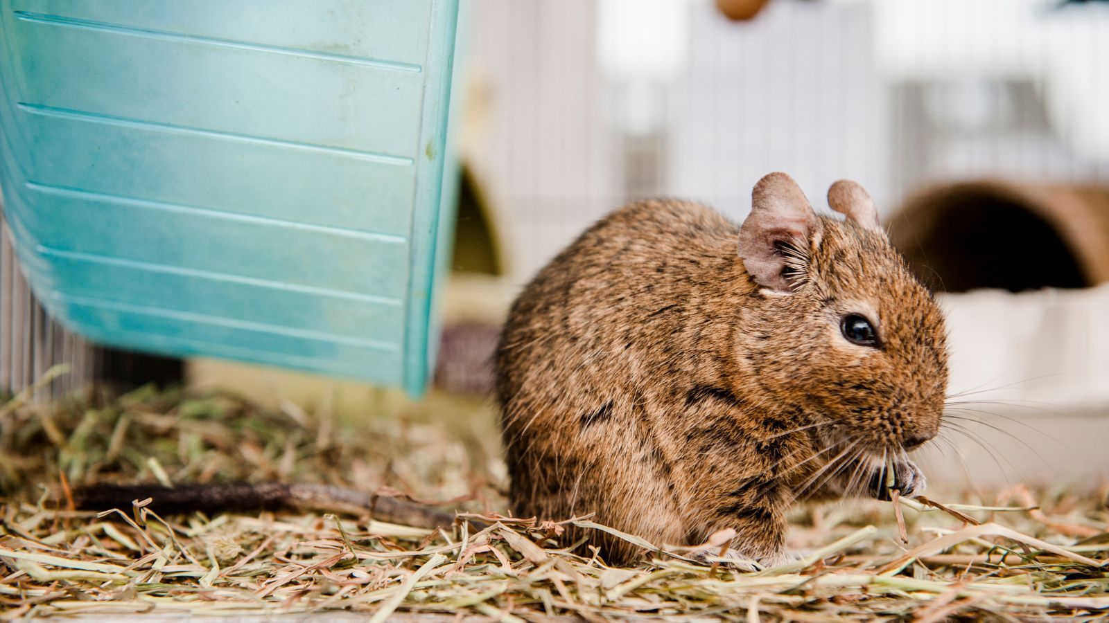 A brown degu eats some hay next to a running wheel. 
