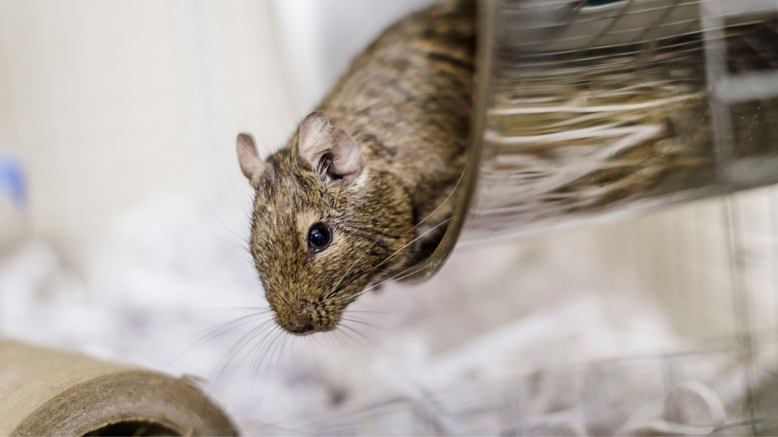 A brown degu leans out of their running wheel.