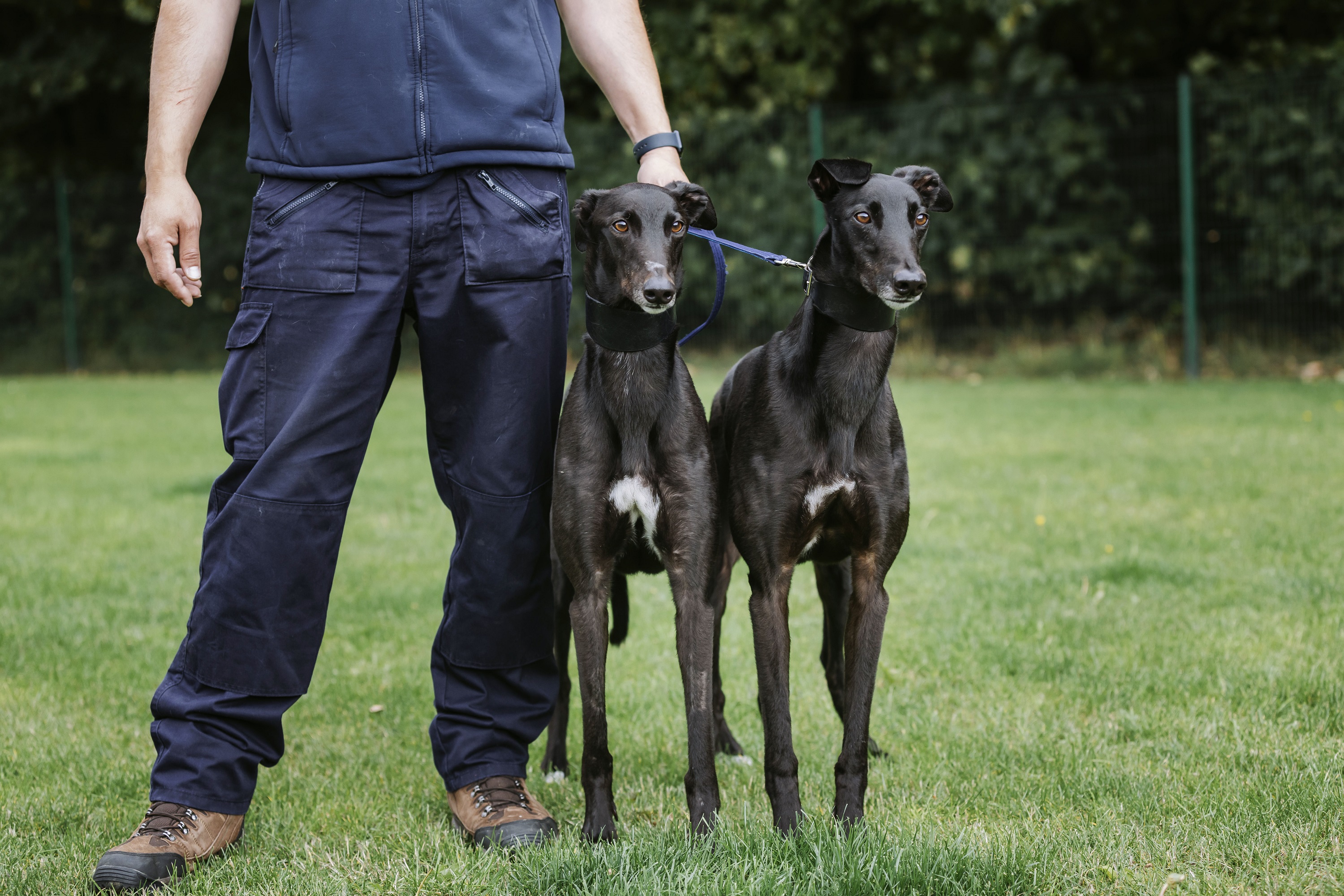 A pair of black greyhound dogs stand alongside their Blue Cross handler in a green space edged with bushes