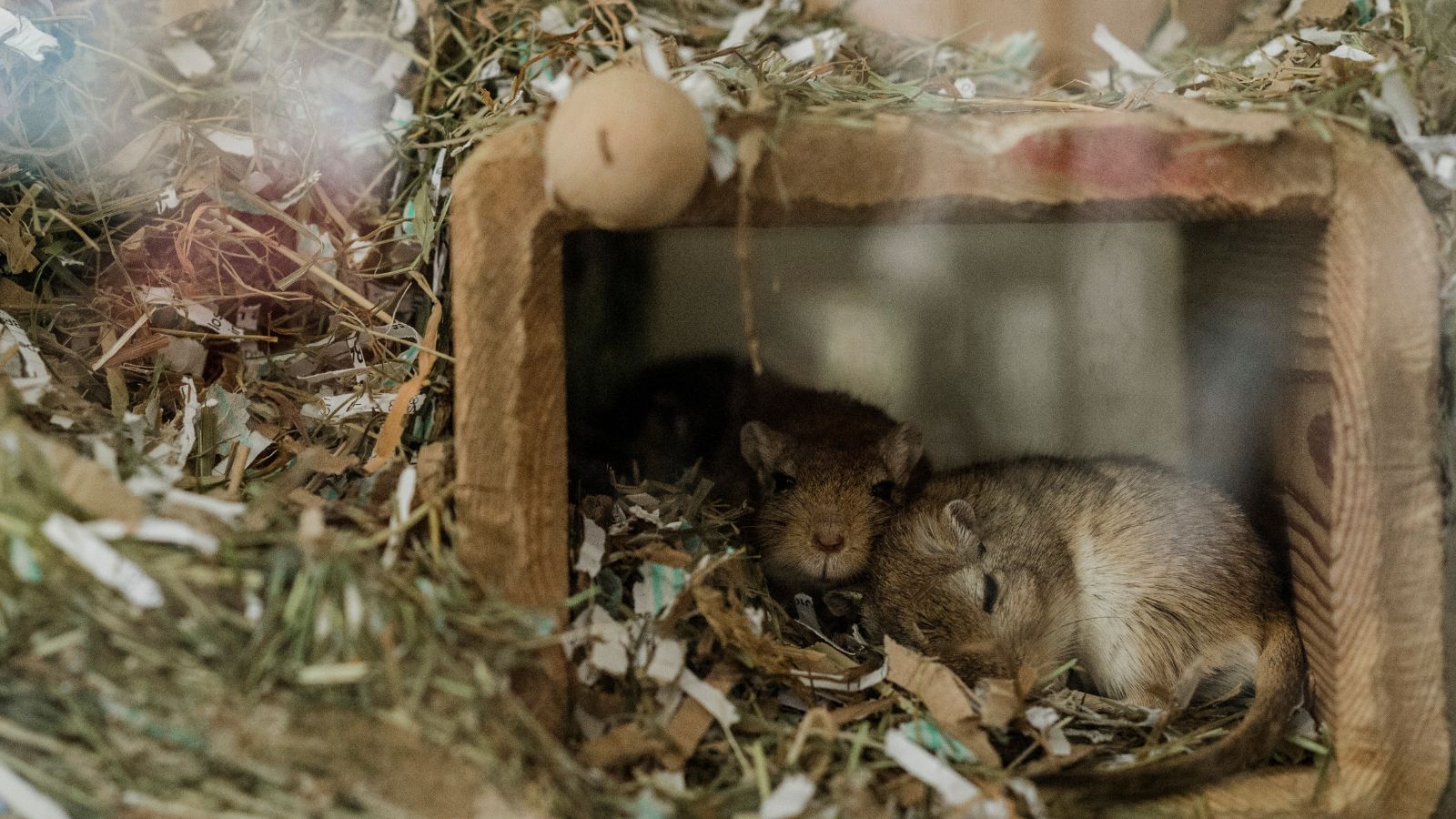 A pair of degus sleep in a burrow in their accommodation.