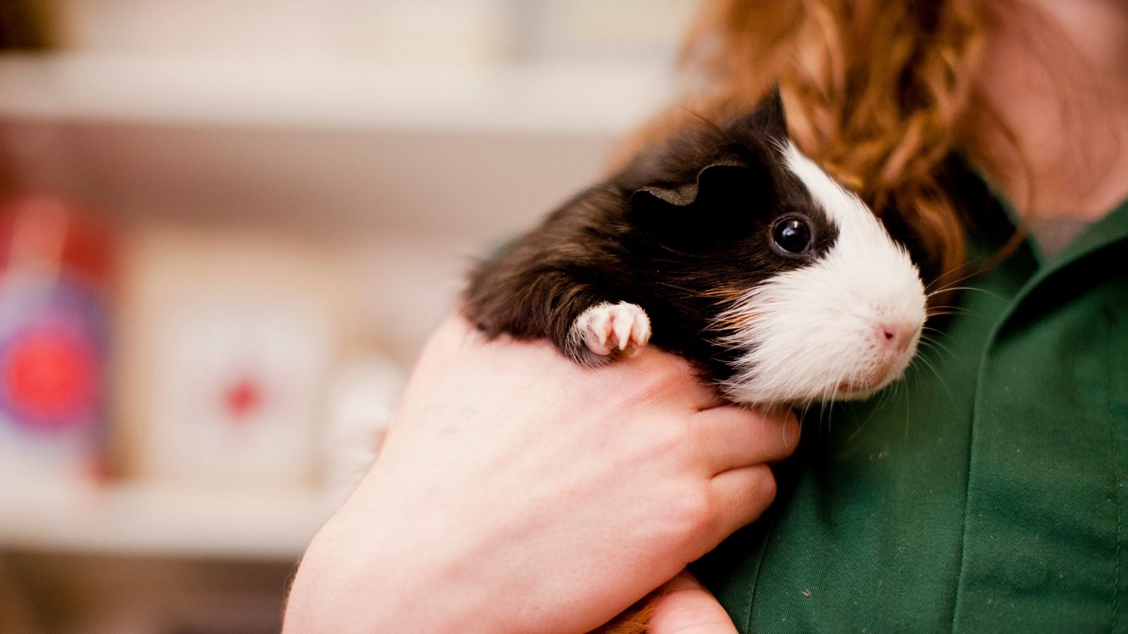 A black and white guinea pig is held by a Blue Cross vet nurse.