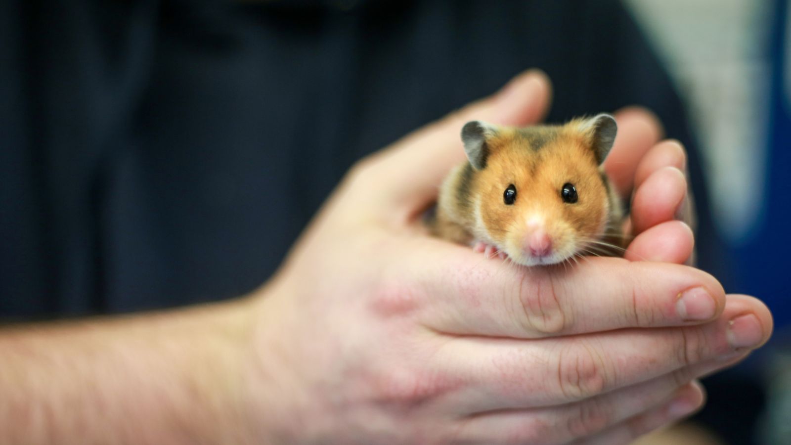 A brown Syrian hamster is held by a member of Blue Cross.