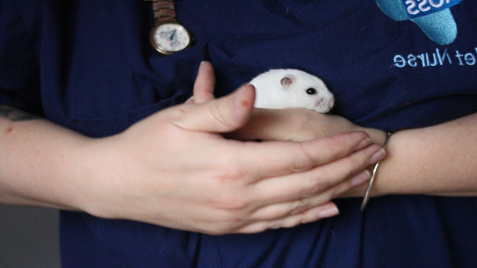 A white dwarf hamster is held by a member of Blue Cross.