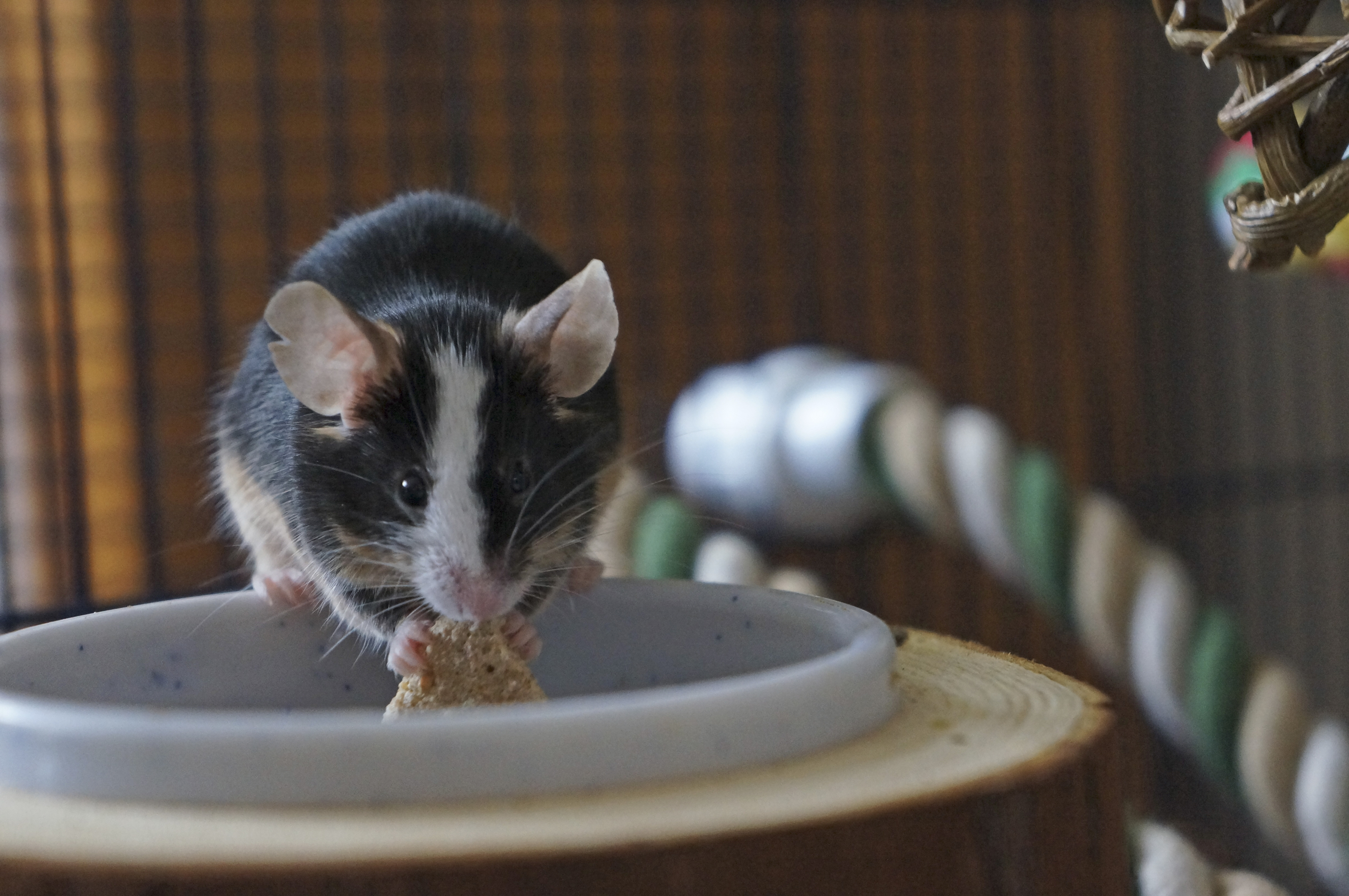 A black and white mouse eats some food from a bowl in their accommodation.