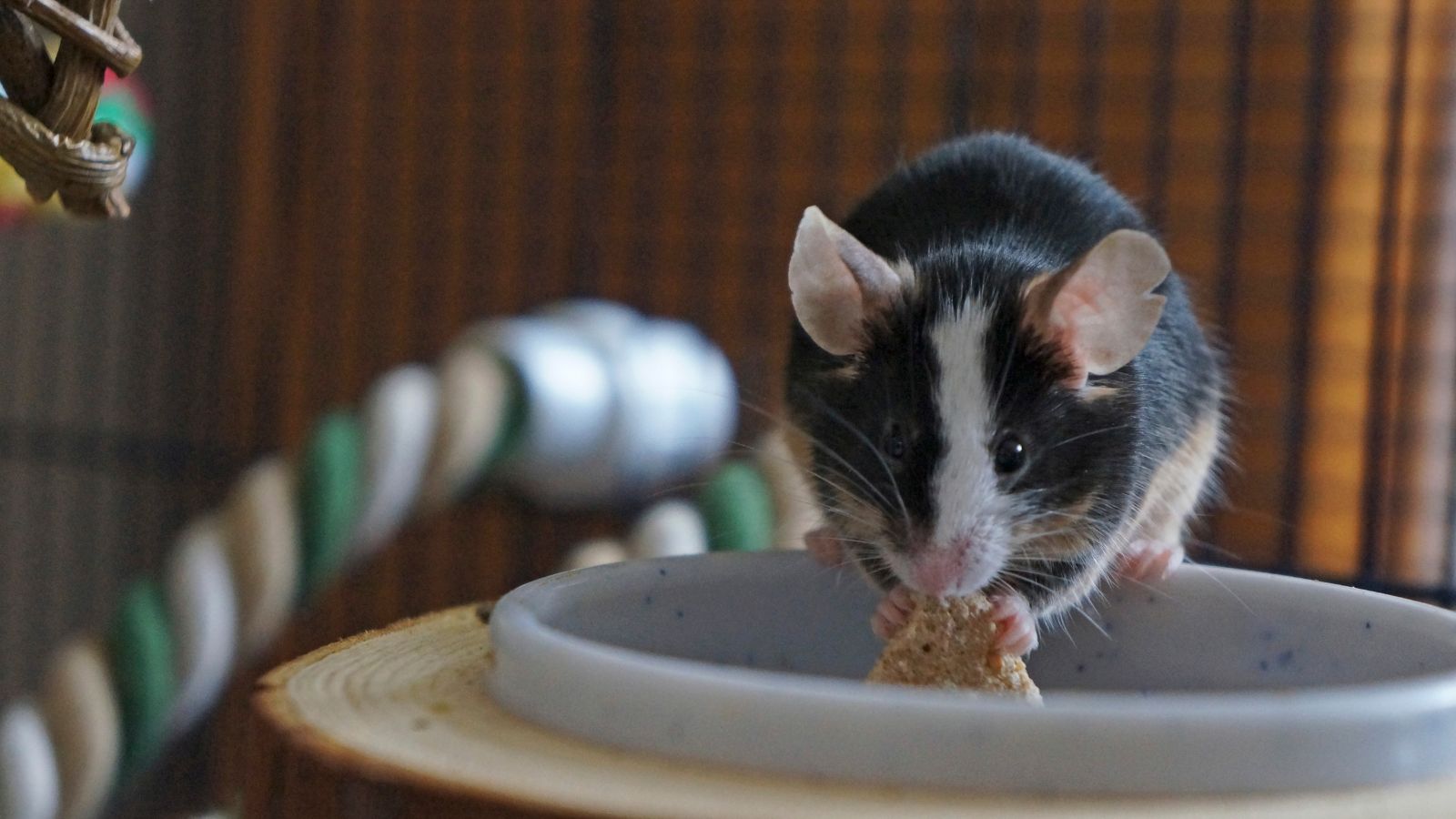 A black and white mouse eats out of a ceramic dish in their accommodation.