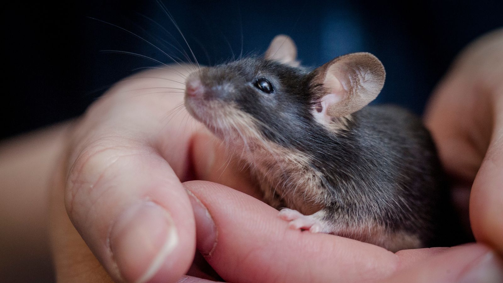 A black mouse is held by a member of Blue Cross.
