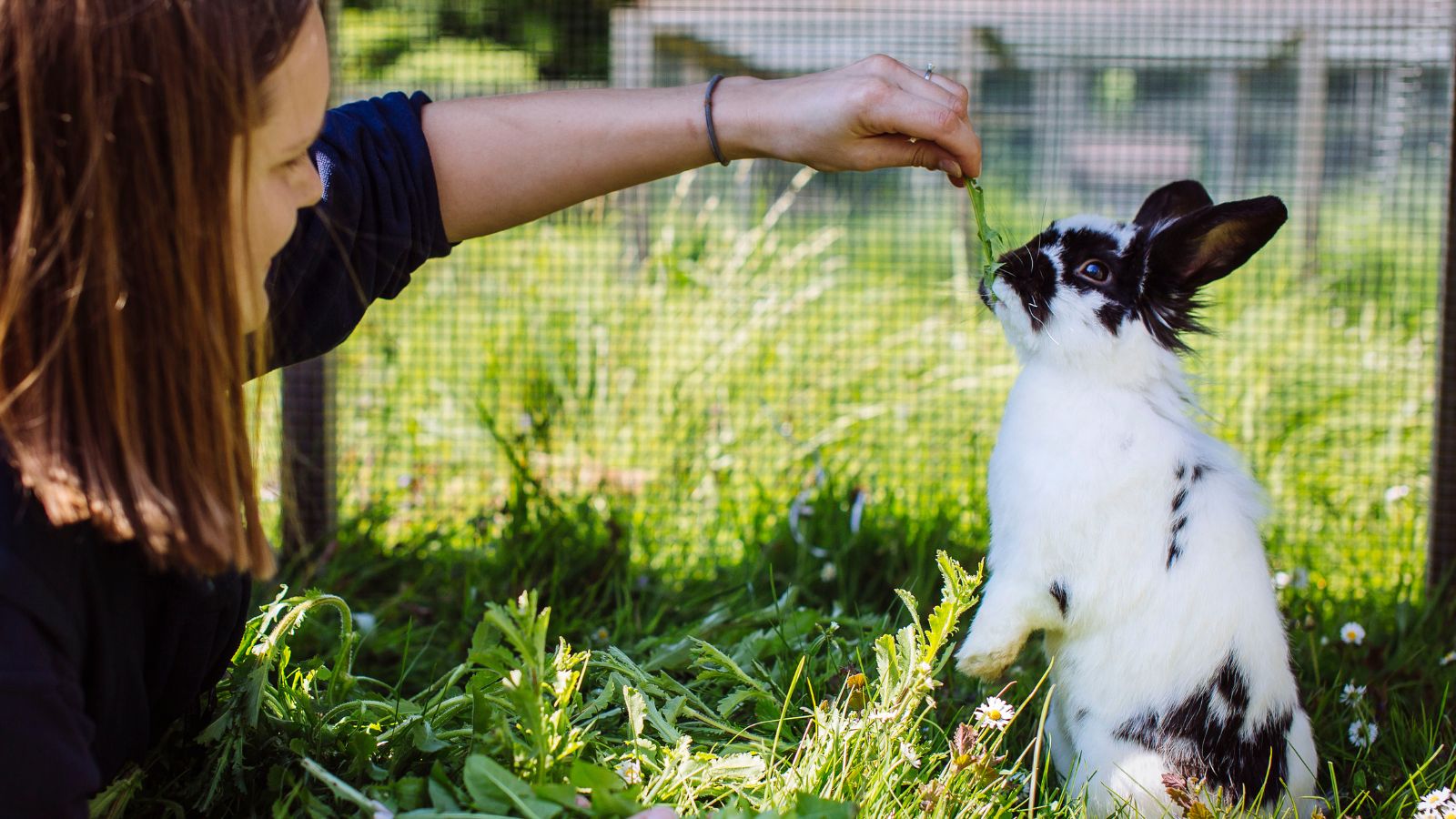 A black and white rabbit is fed a piece of dandelion by a member of Blue Cross.