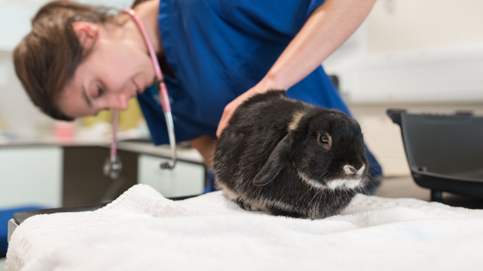 A black rabbit has a health check by a Blue Cross vet.