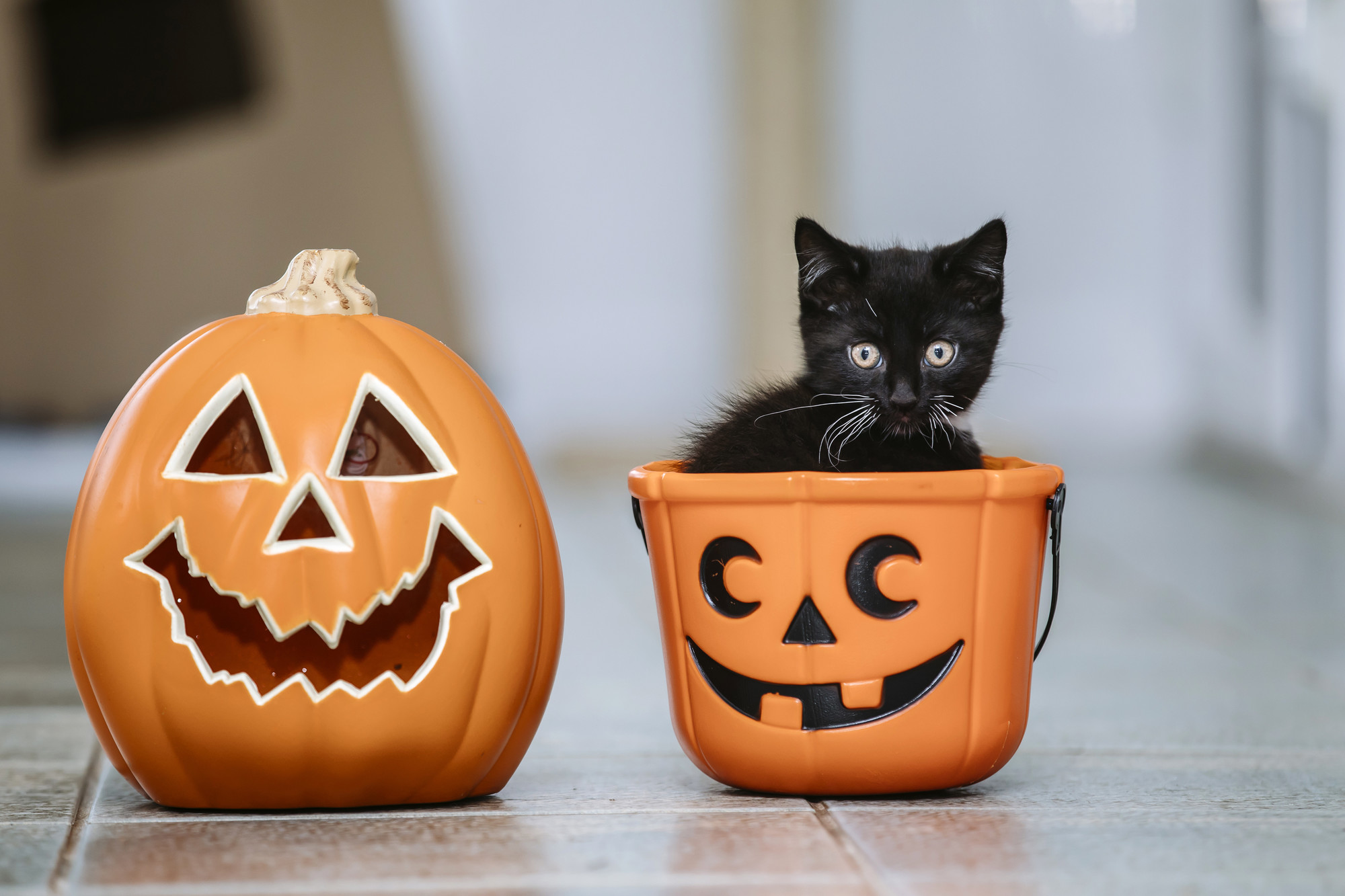 a tiny black kitten sitting in a pumpkin themed trick-or-treat bucket, next to a fake carved pumpkin