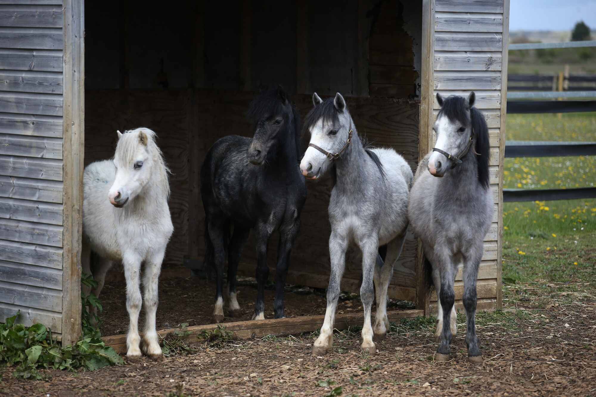 Four horses, white, black and grey, standing under a wooden shelter in a field