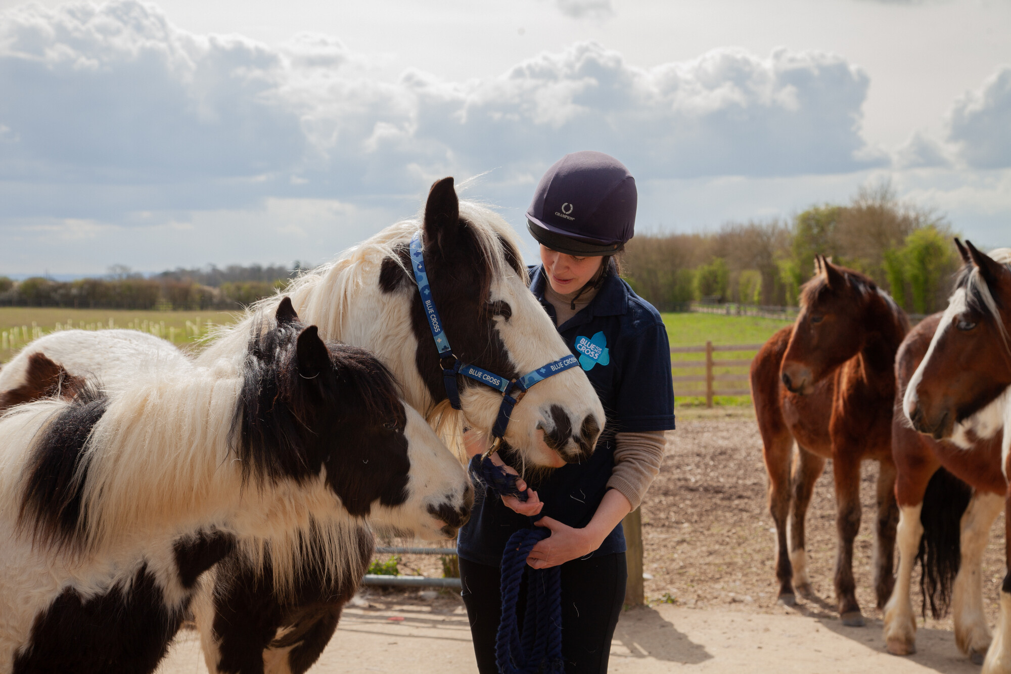 Two brown and white horses at Blue Cross rehoming centre with their keeper